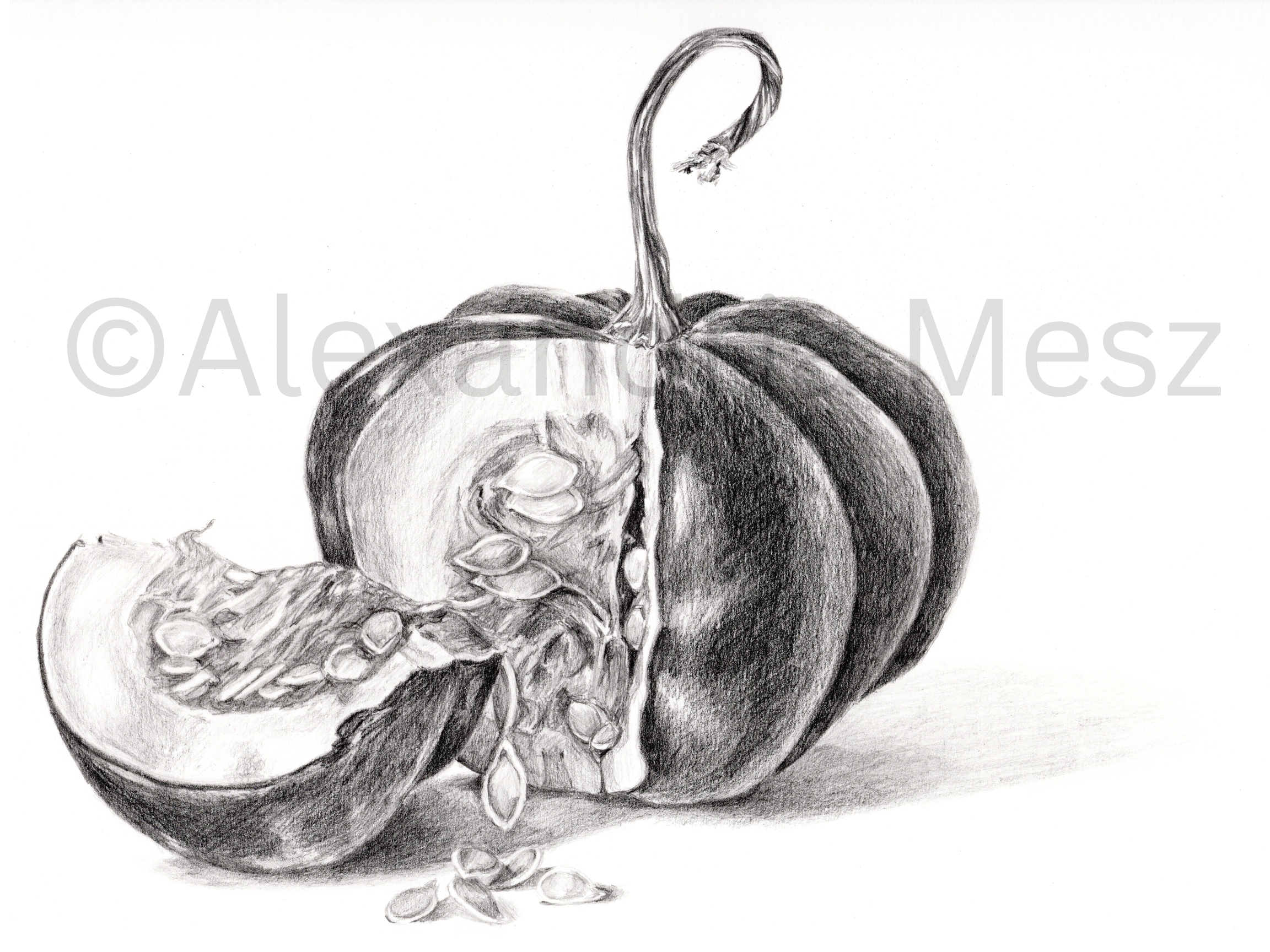 A pencil drawing of a whole pumpkin and a sliced pumpkin with seeds and pulp on a white background.