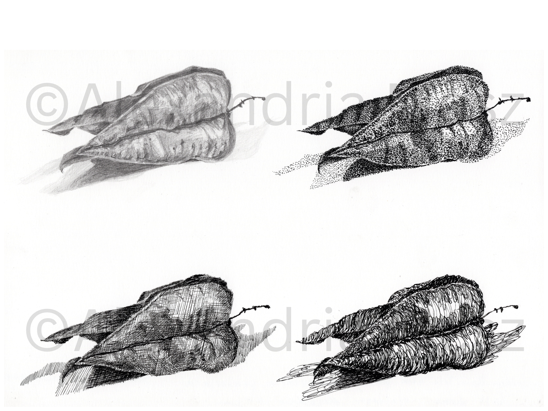 Four illustrations of a group of elongated, tapered leaves with a central stem, depicted in different artistic styles: pencil sketch, stippling, cross-hatching, and line drawing.