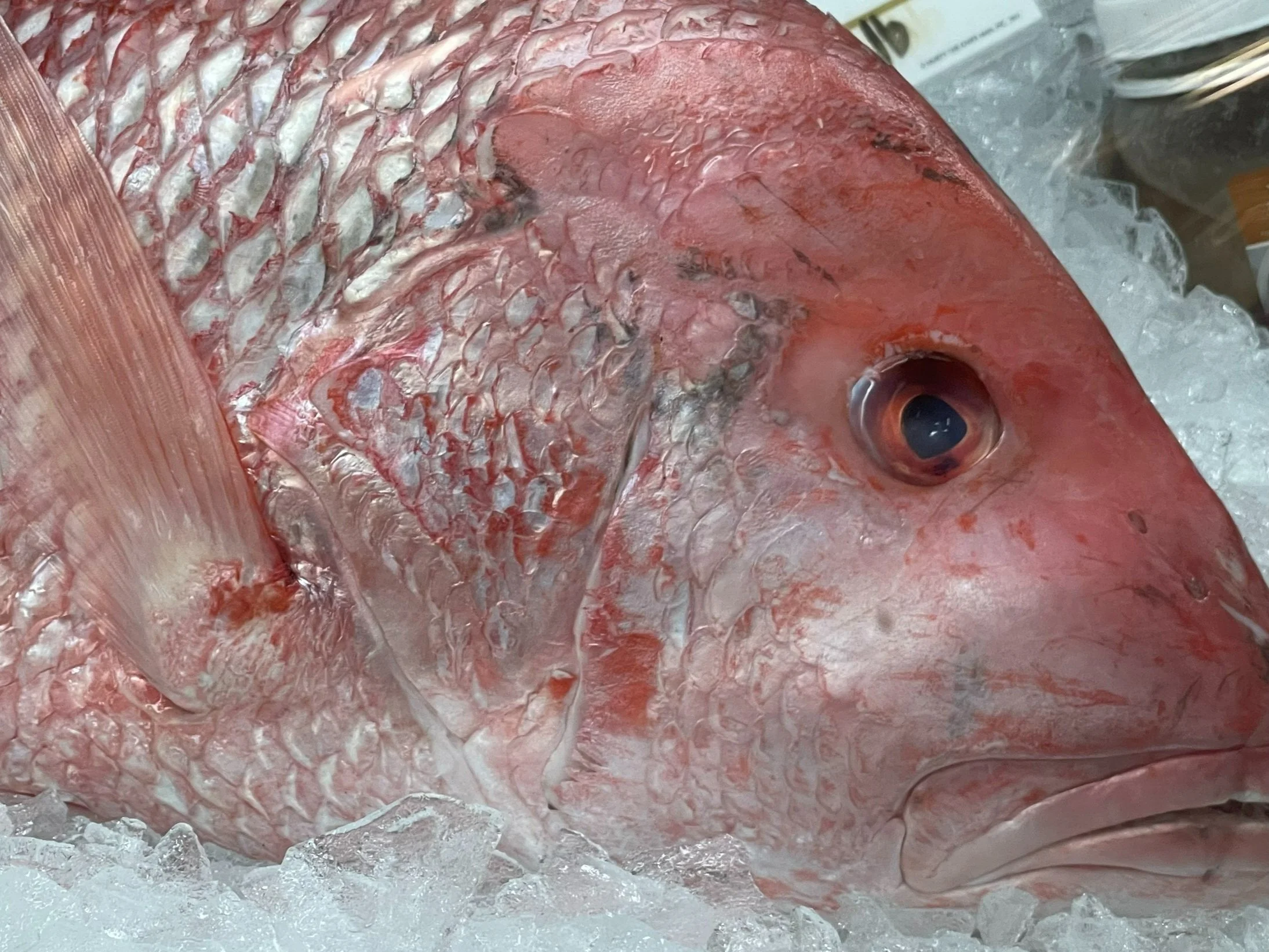Red Snapper