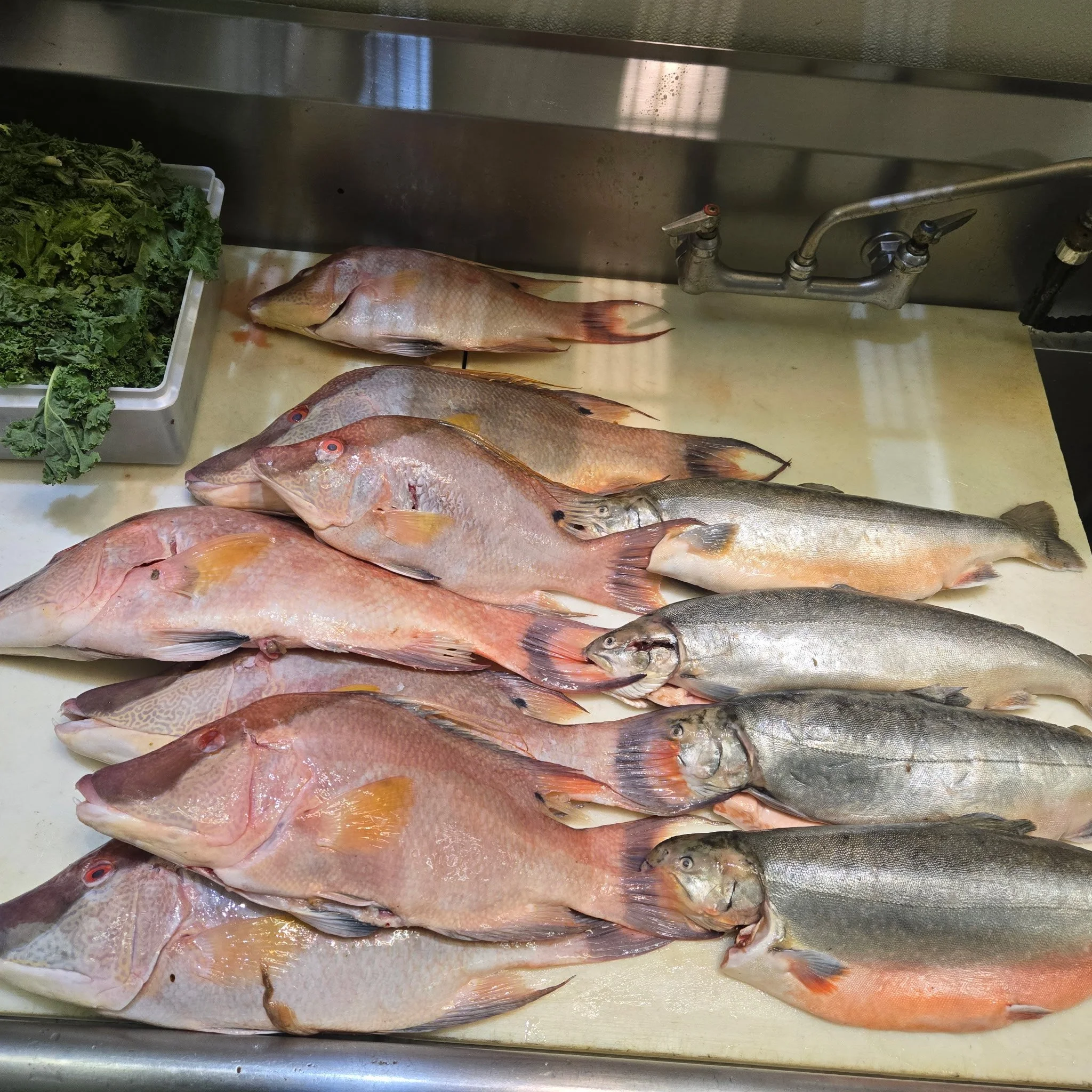 Hog Fish