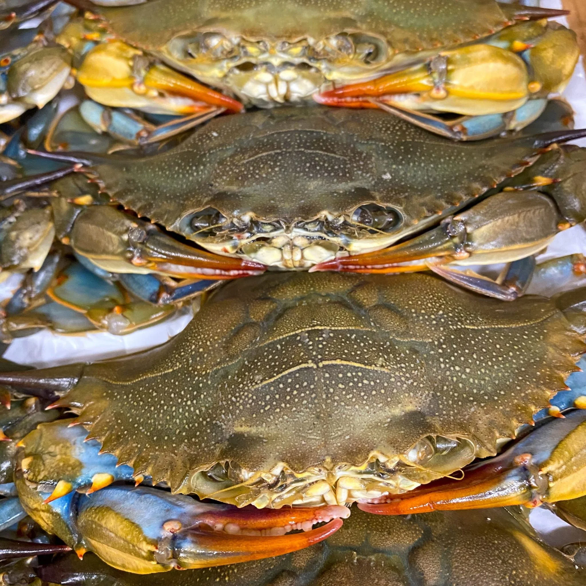 Soft Shell Crab