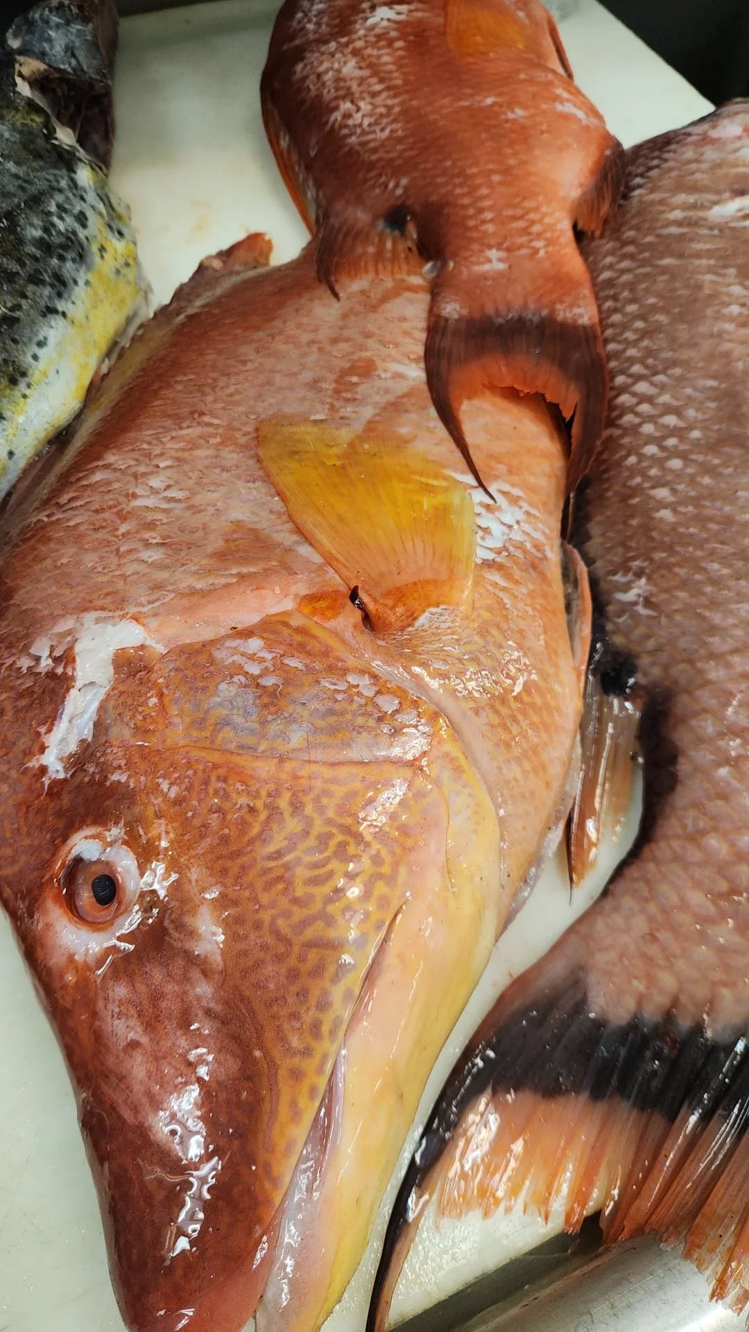 Hog Snapper