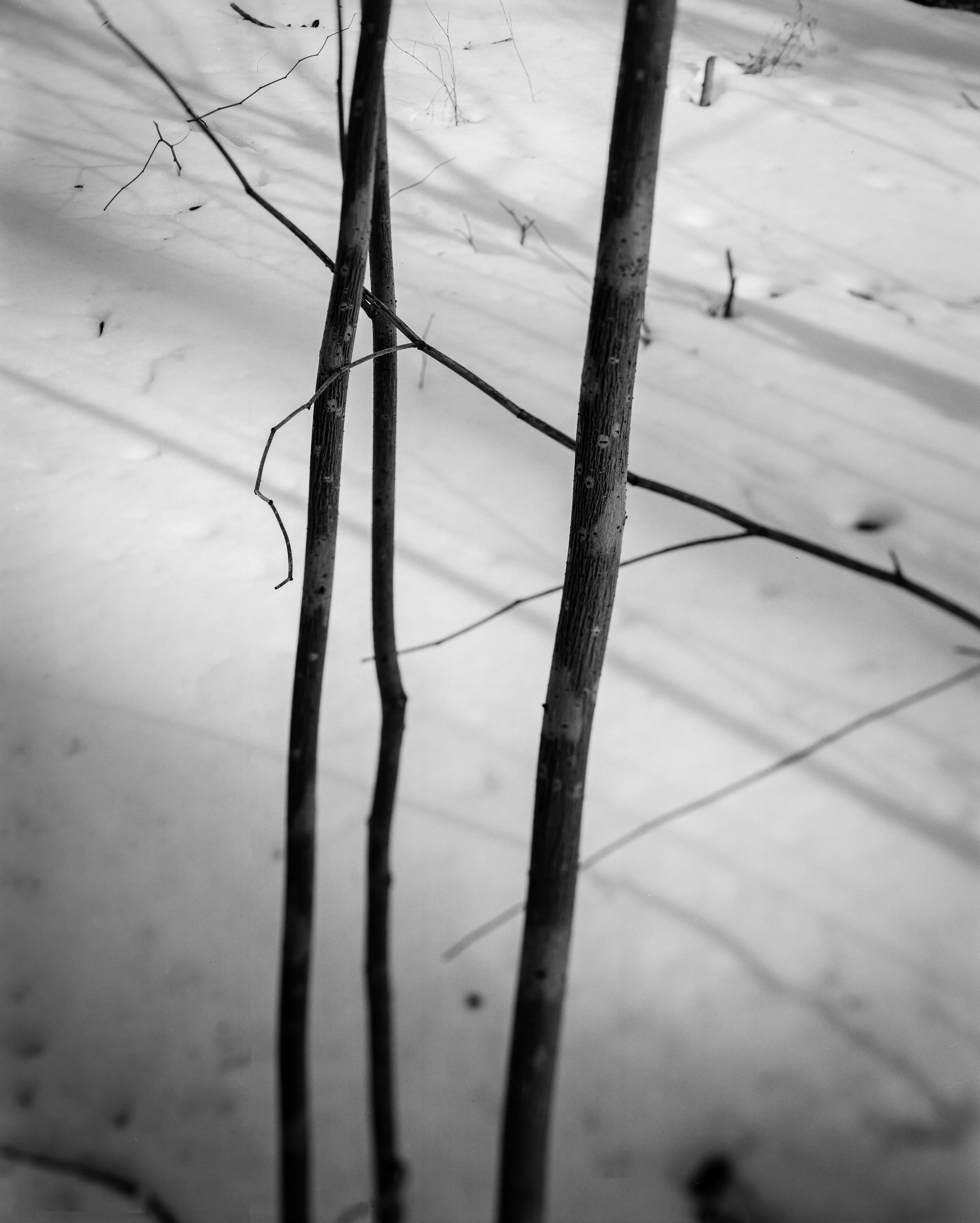 Thin Tree with Swing.jpg