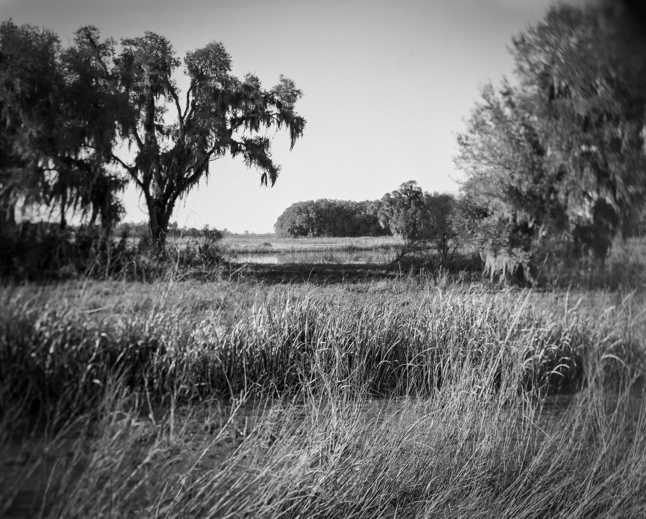 SNWR Swamp w Swing.jpg