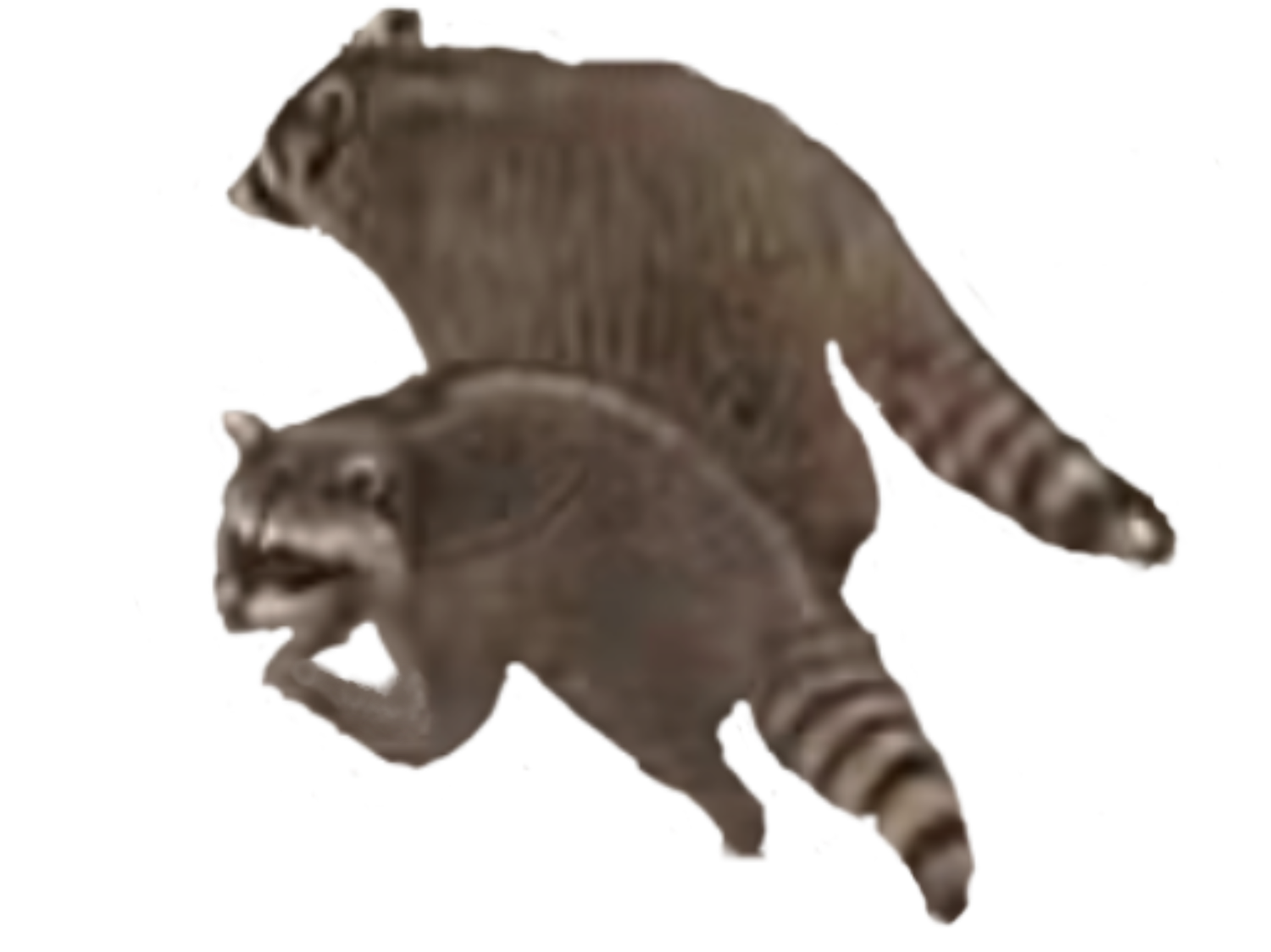 SOL
