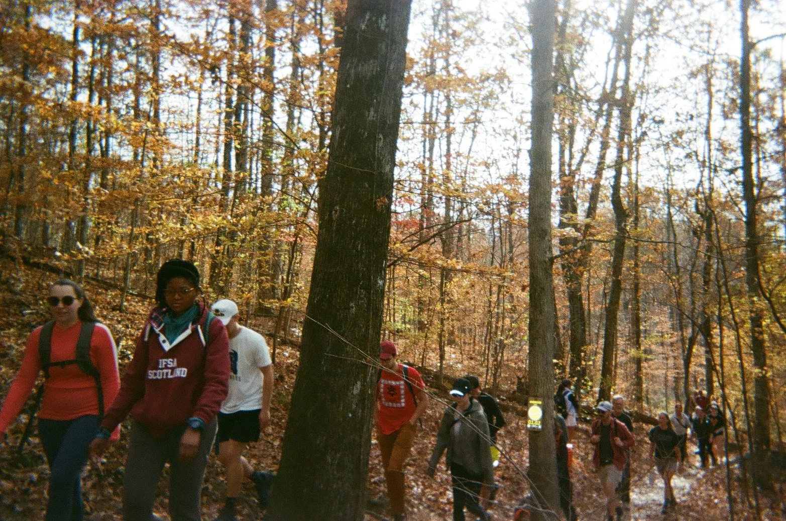 A group of people hiking up a narrow wooden staircase through dense green foliage in a rainforest.