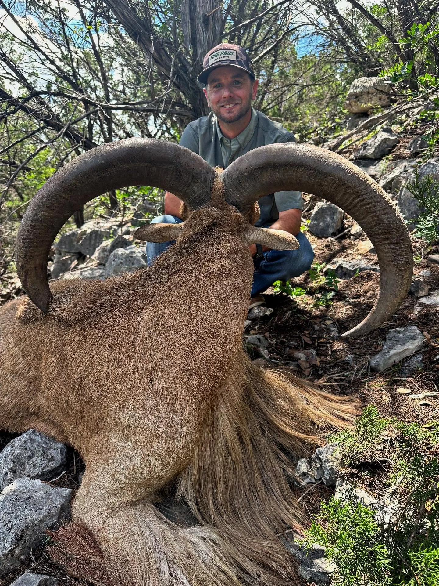 Had to work for this one! 500 yard shot in some rough country. Big Aoudad. 

#aoudad #hillcountryhunting #signaturehuntingco #pannellranches #frioriver #riofrio #hunttx #exotichunting