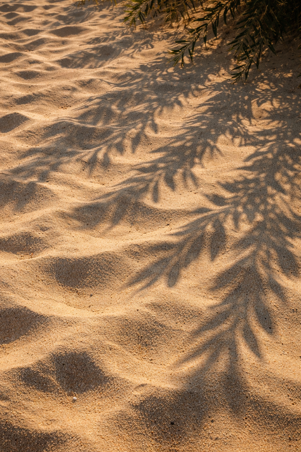 EL SOMBRA1 - cópia 2.png