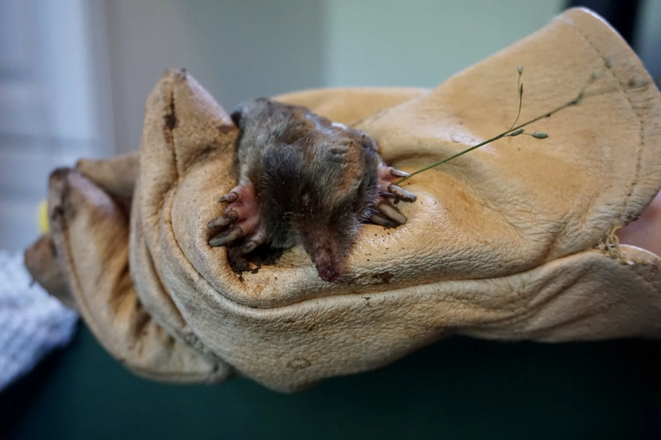 16-50mm_portait_mole.jpg