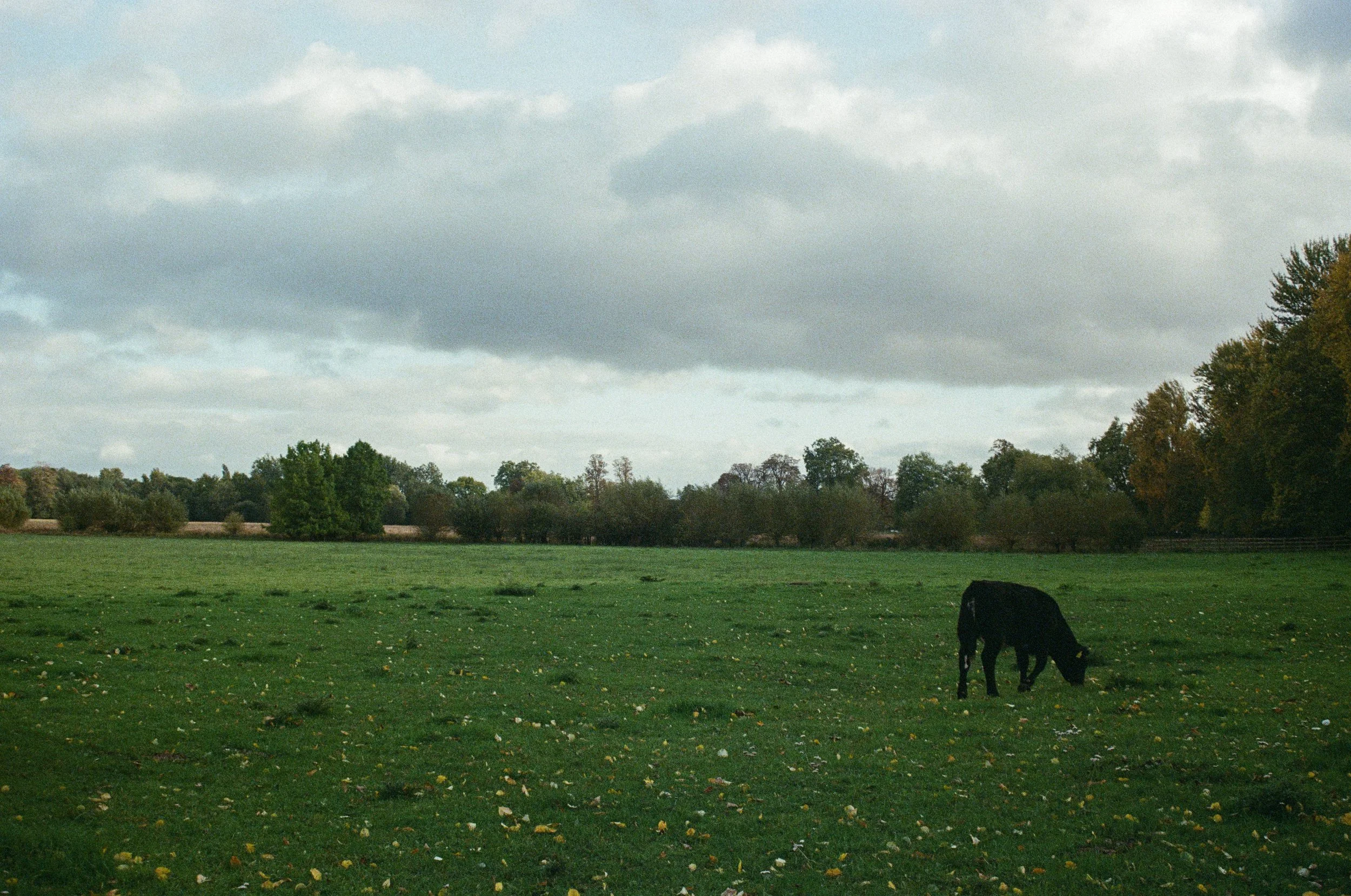 oxford cow2 copy.jpg