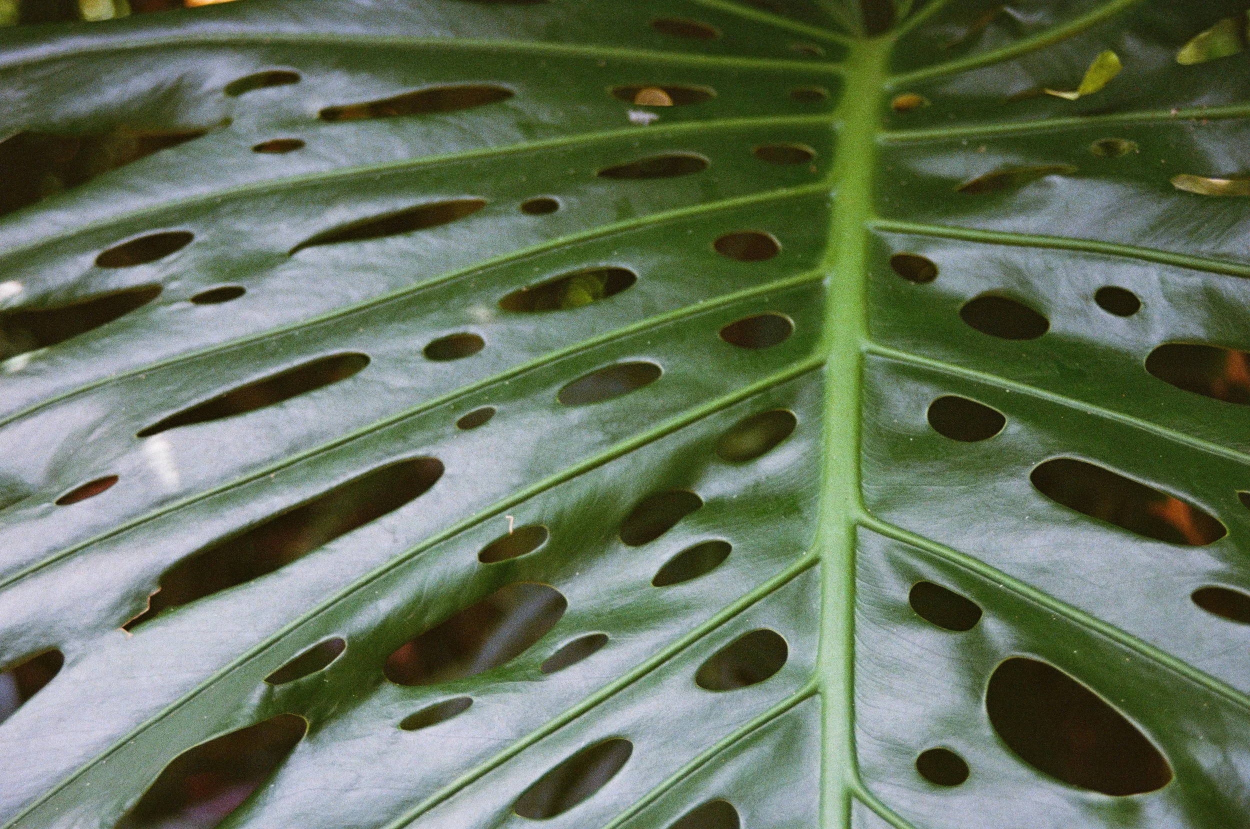 monstera.jpg