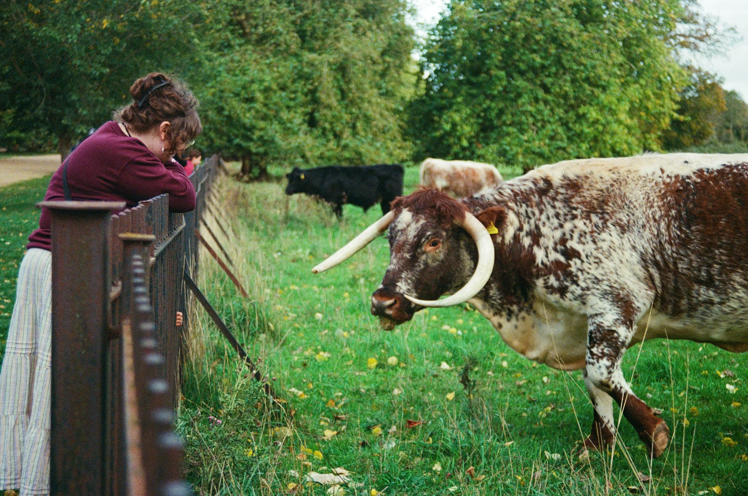 oxford cow1 copy.jpg