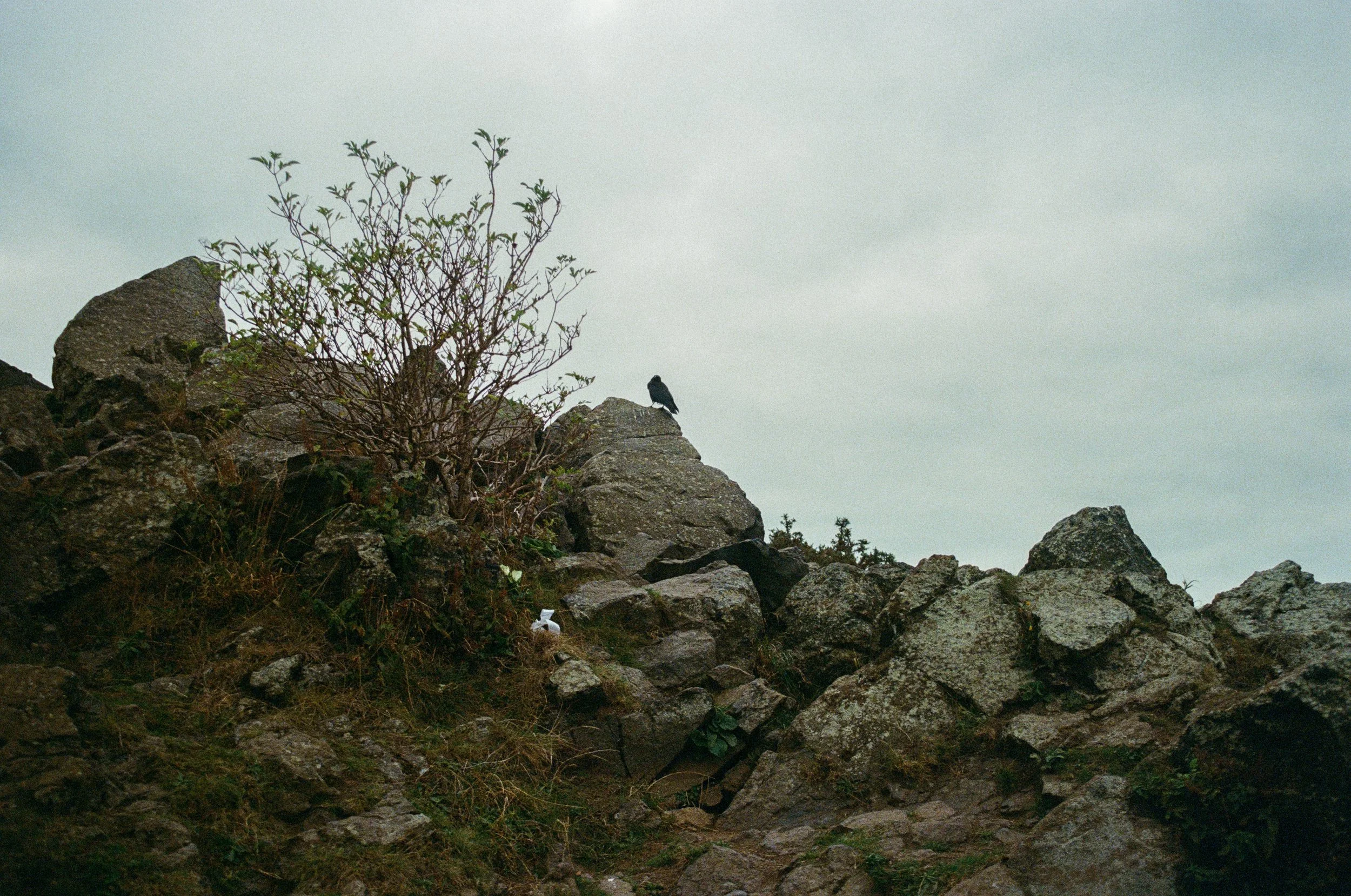 edinburgh raven copy.jpg