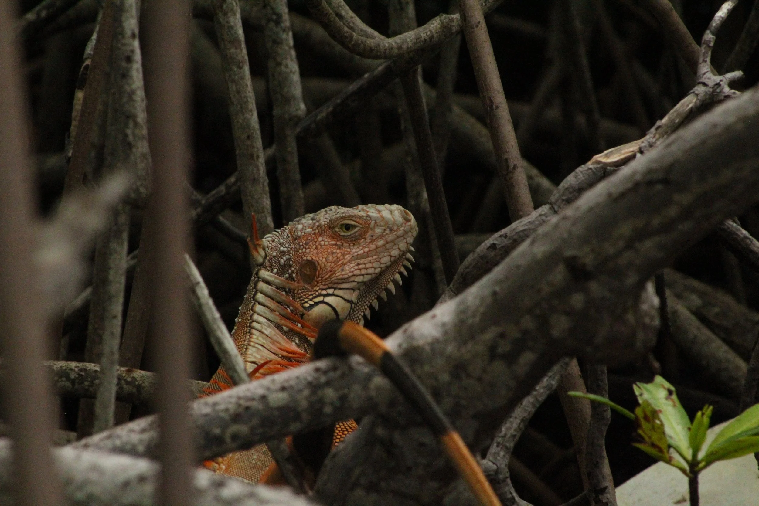 OrangeIguana3.jpg