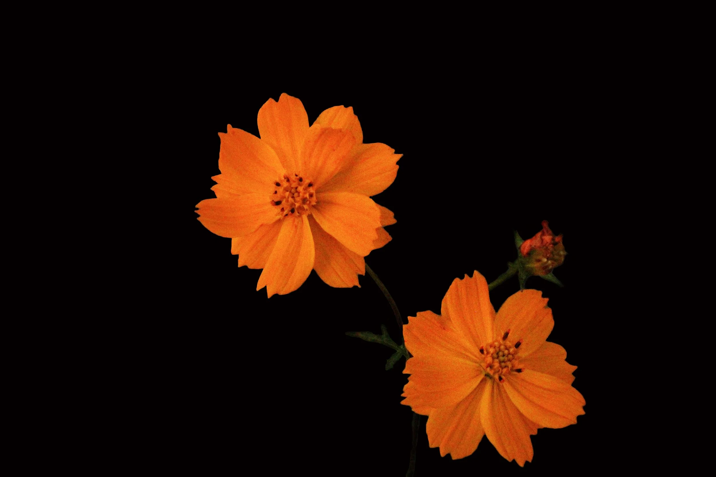 orangeflower.jpg
