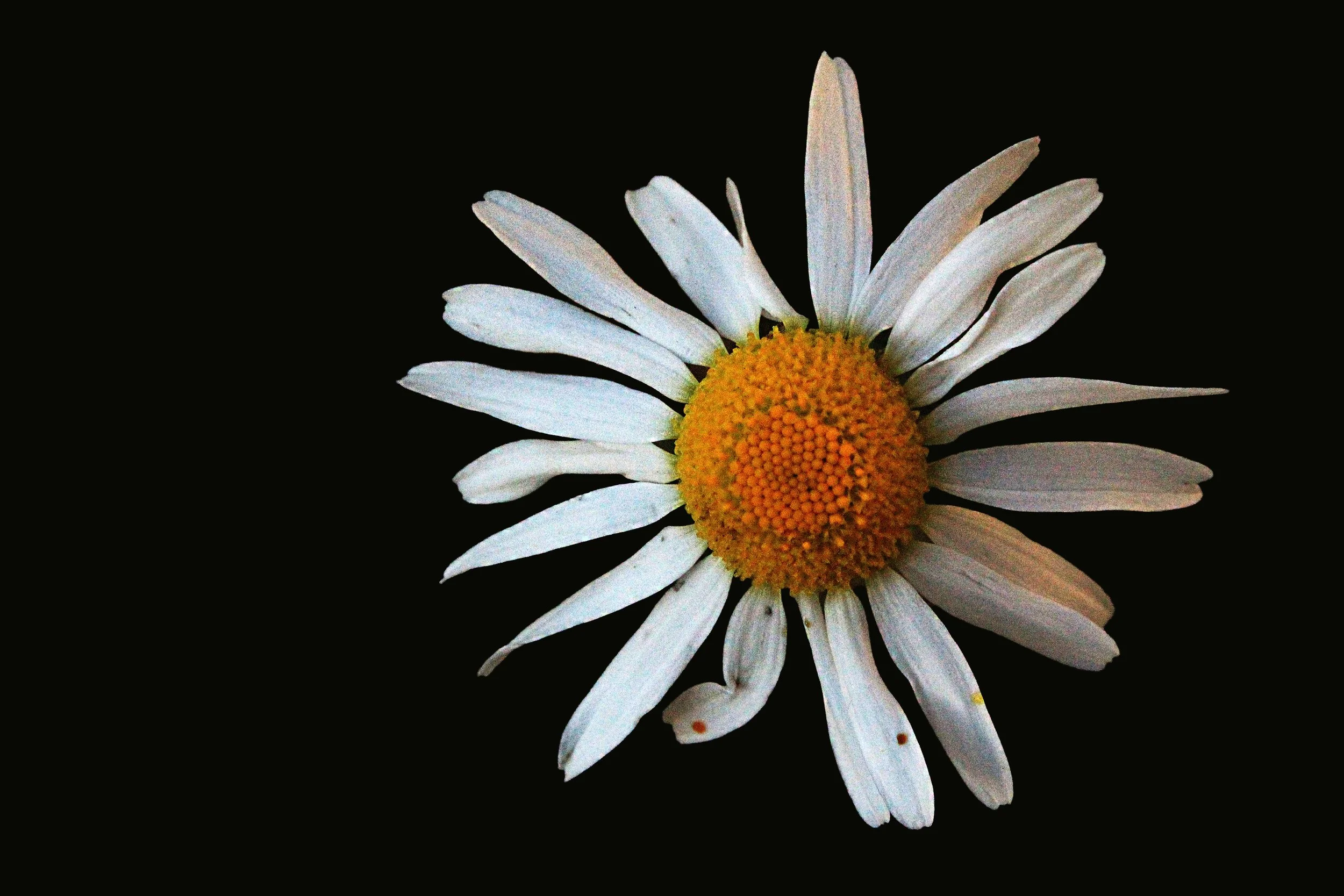 2_Flower.jpg