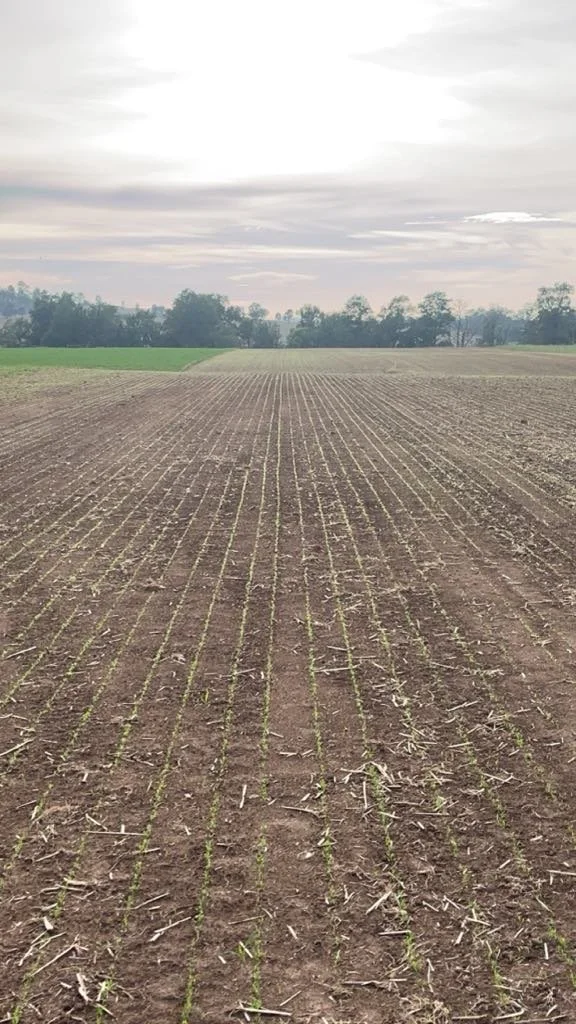 Farming Seeding Pasture Land hunter valley