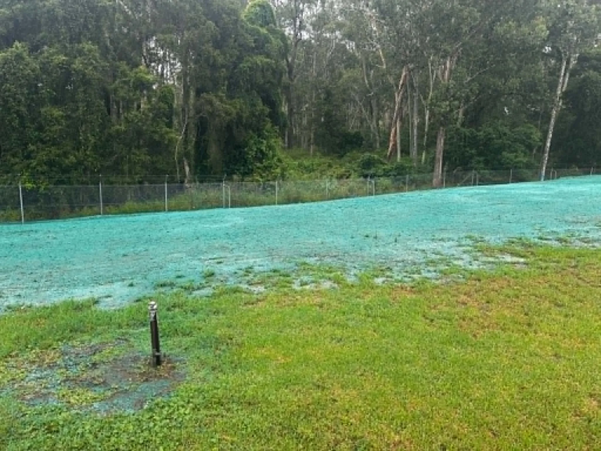 A green lawn with small black posts and a fenced area in front of a dense forest of tall trees.