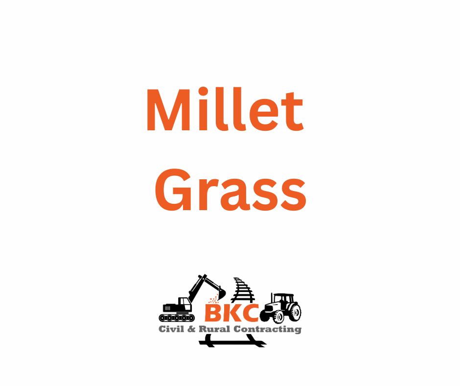Millet Grass