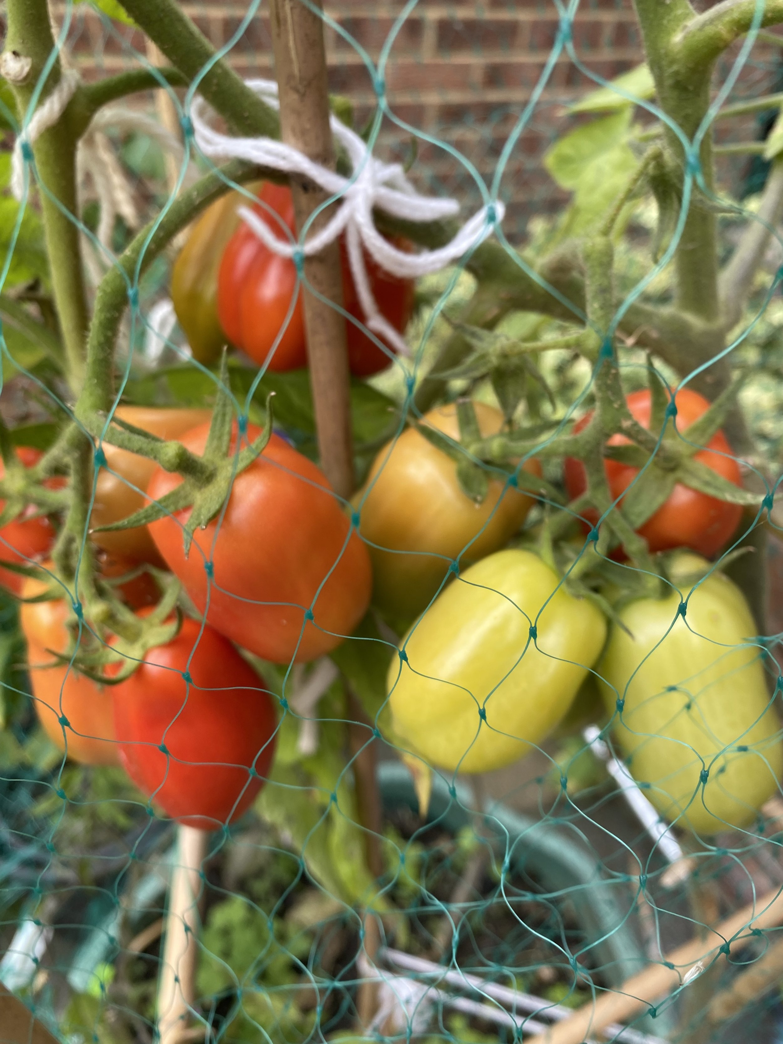 Tomatoes ripening on the vine behind a blue garden net.