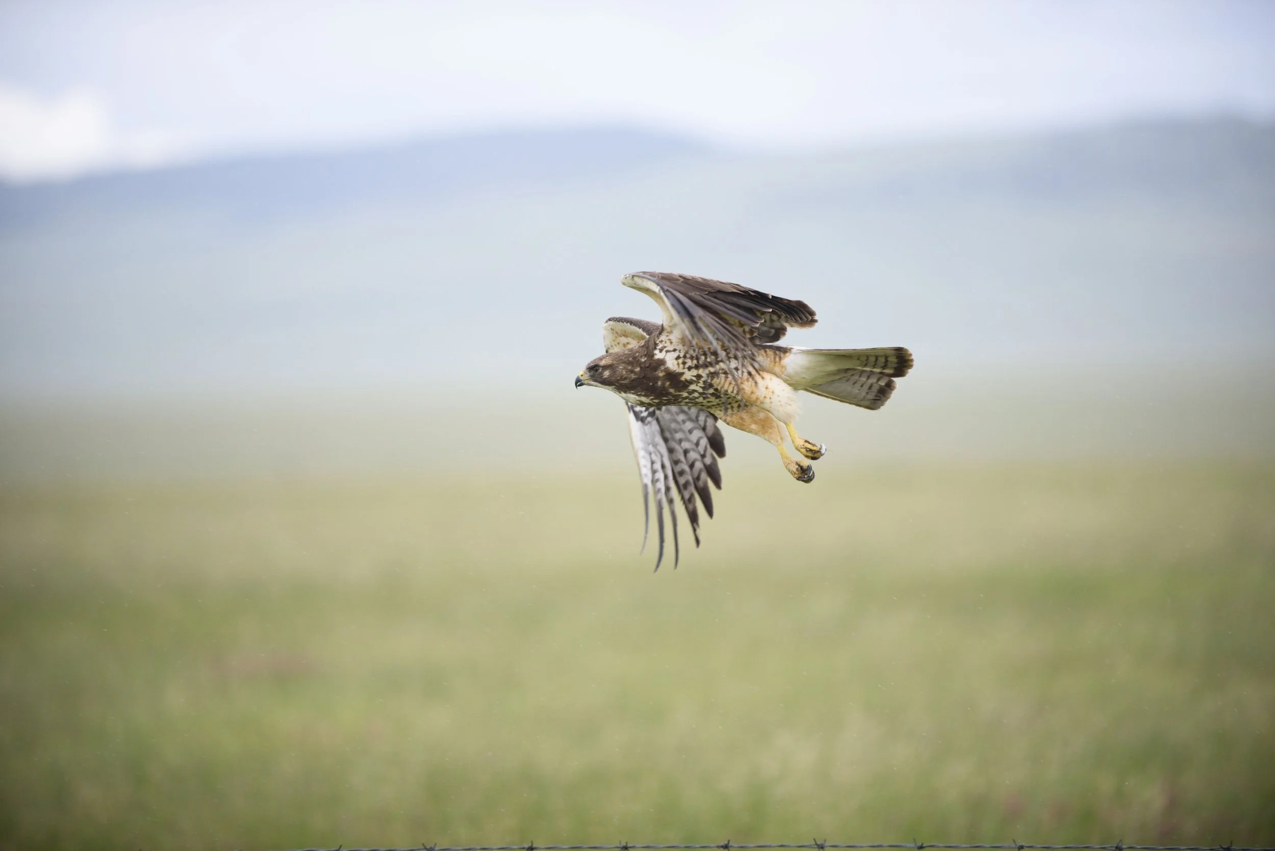 Swainson's Hawk Waldron Ranch (Photo by Carys Richards NCC) (59) (1).jpg