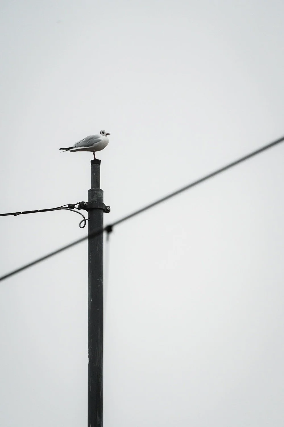 Blog - Shoot against the sky 4.jpg