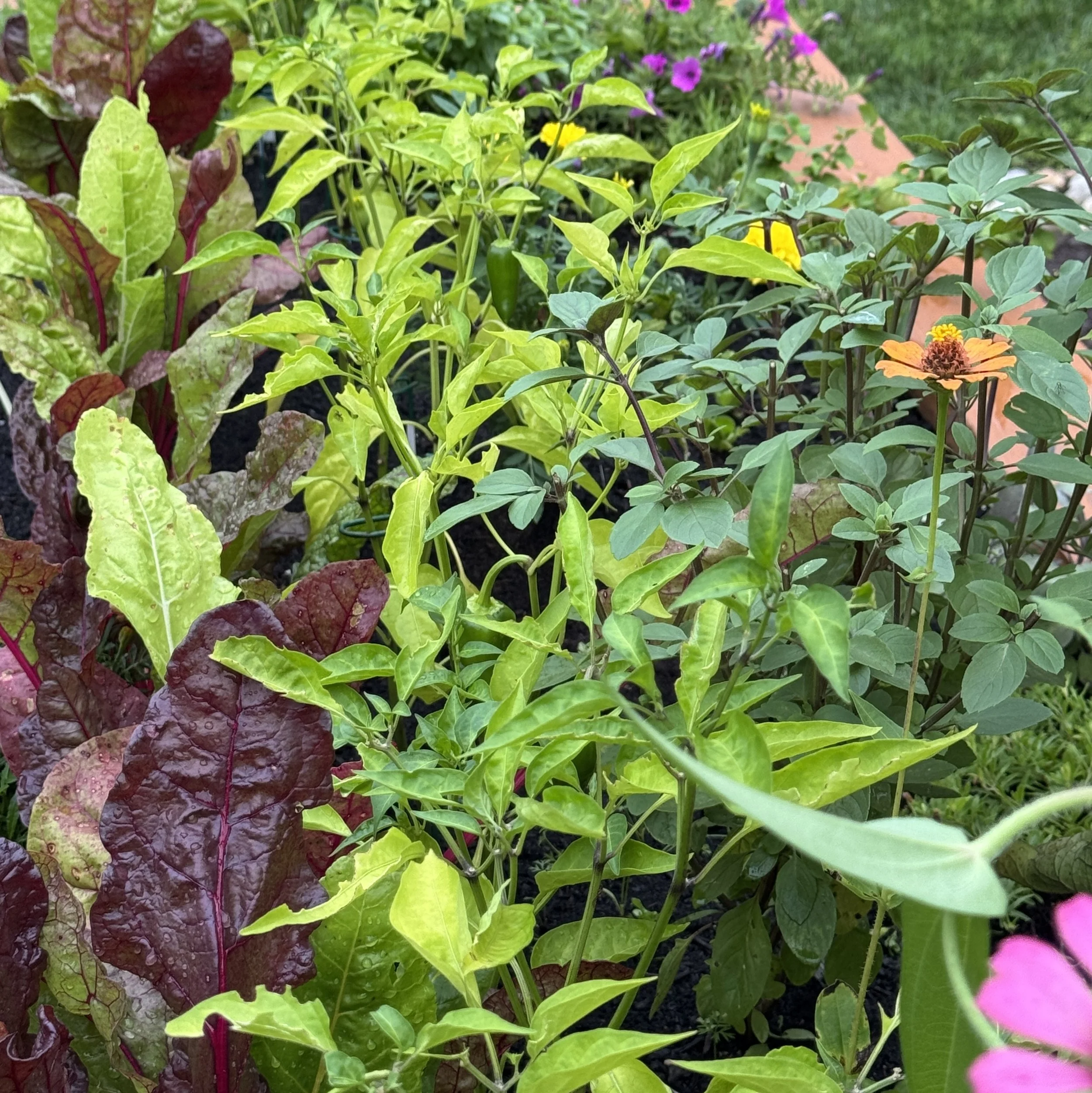 lush garden lush garden full of chard, herbs and greens