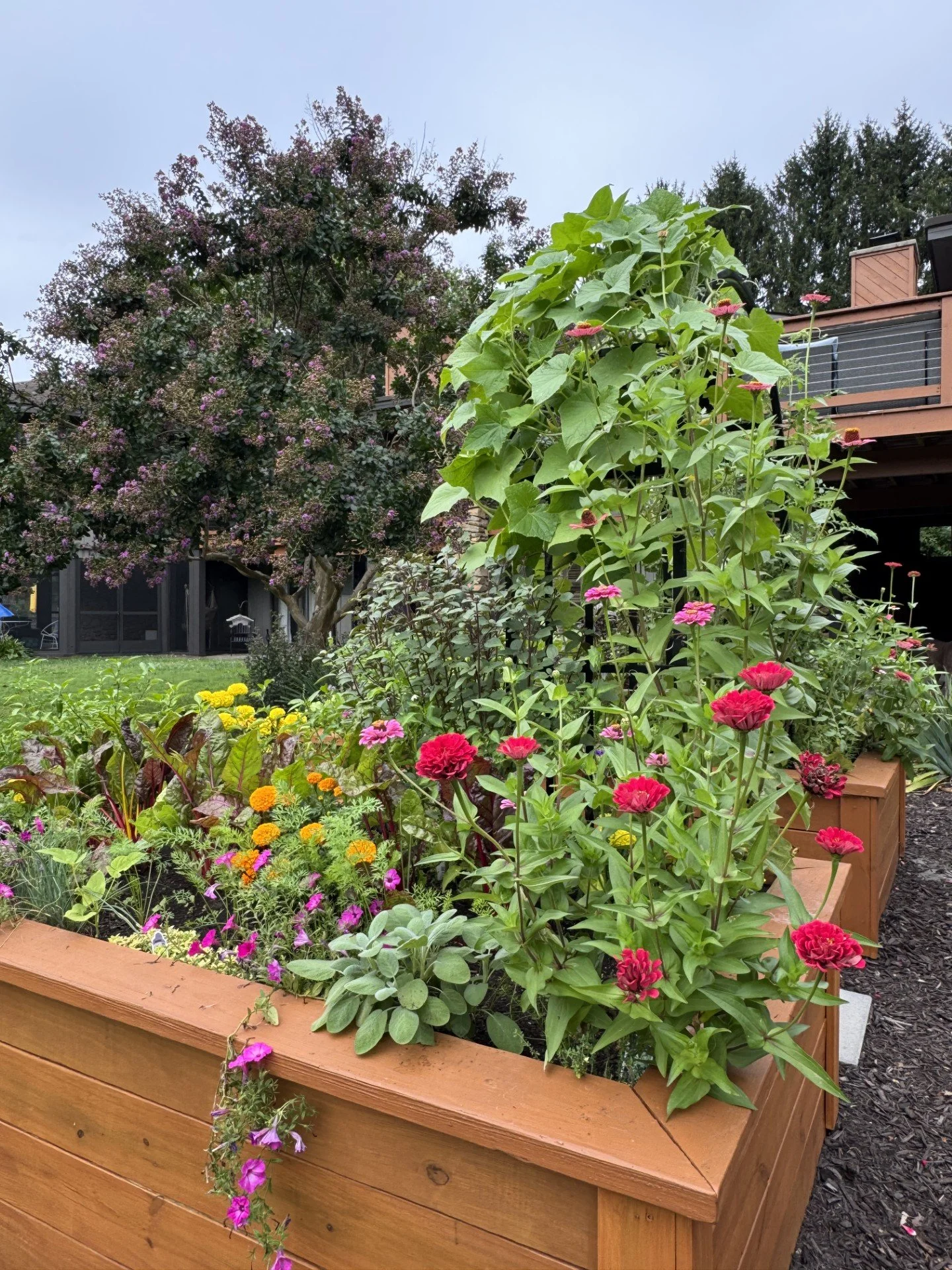 lush garden with arch and zinnias exploding out of stained raised bed