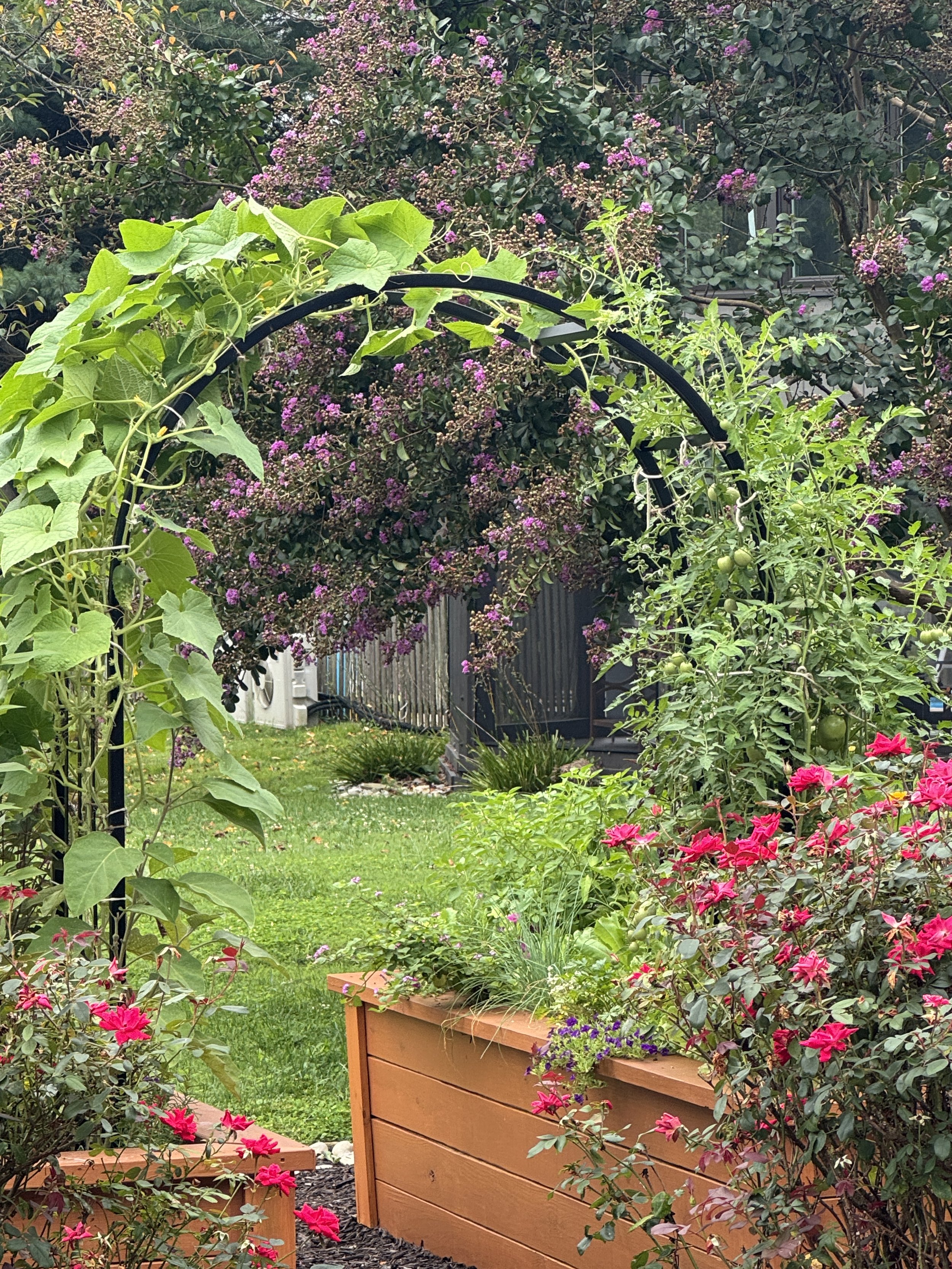 lush garden with arch and cascading flowers in raised bed