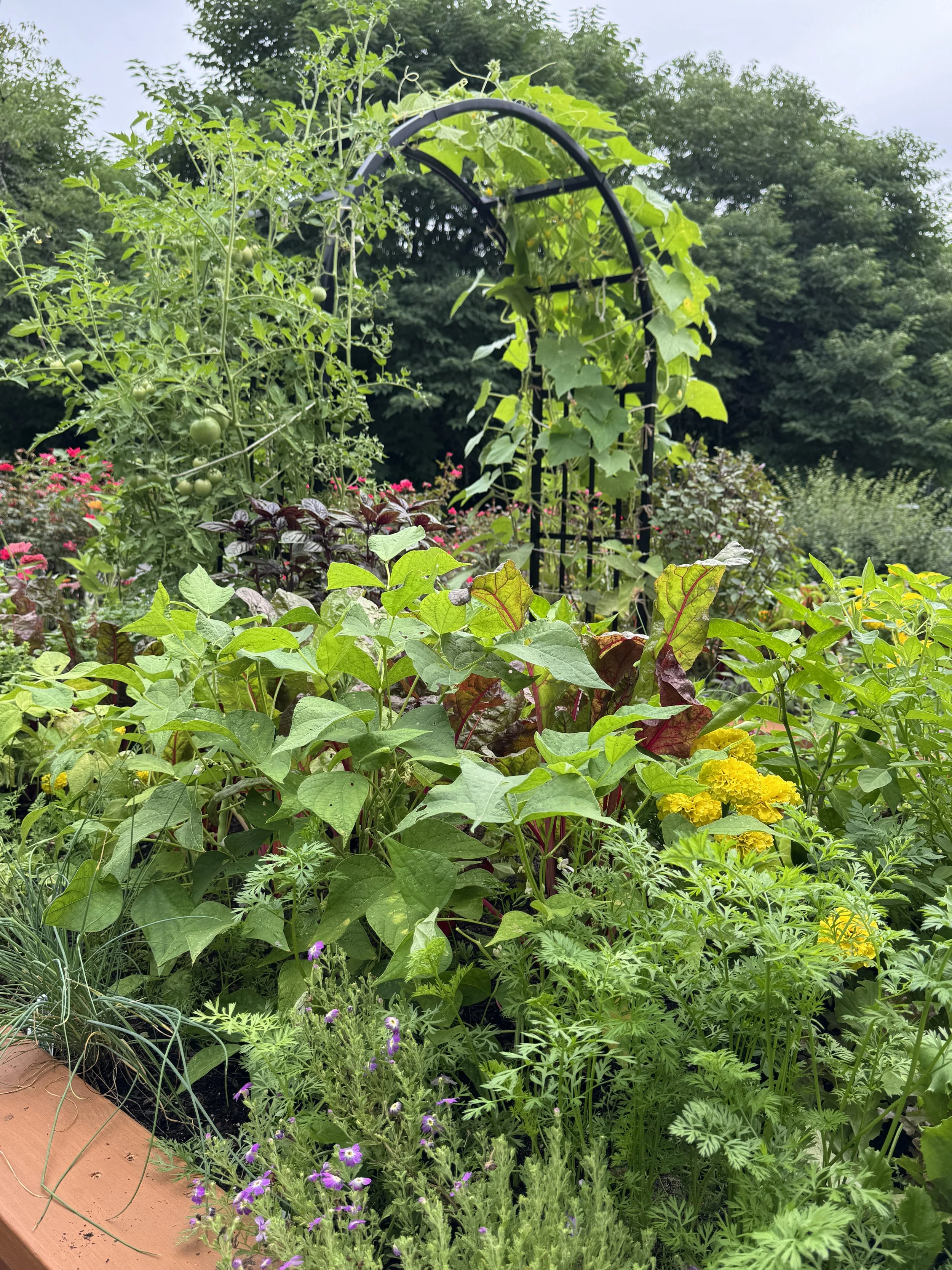 lush garden with arch