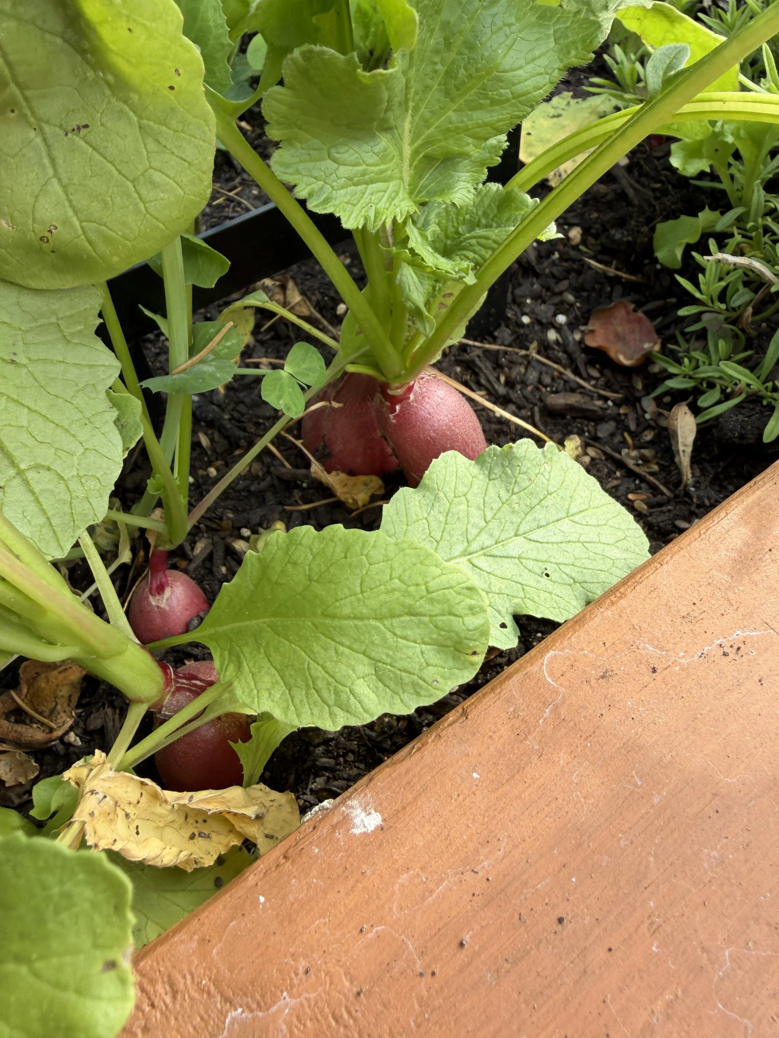 radishes ready for harvesting