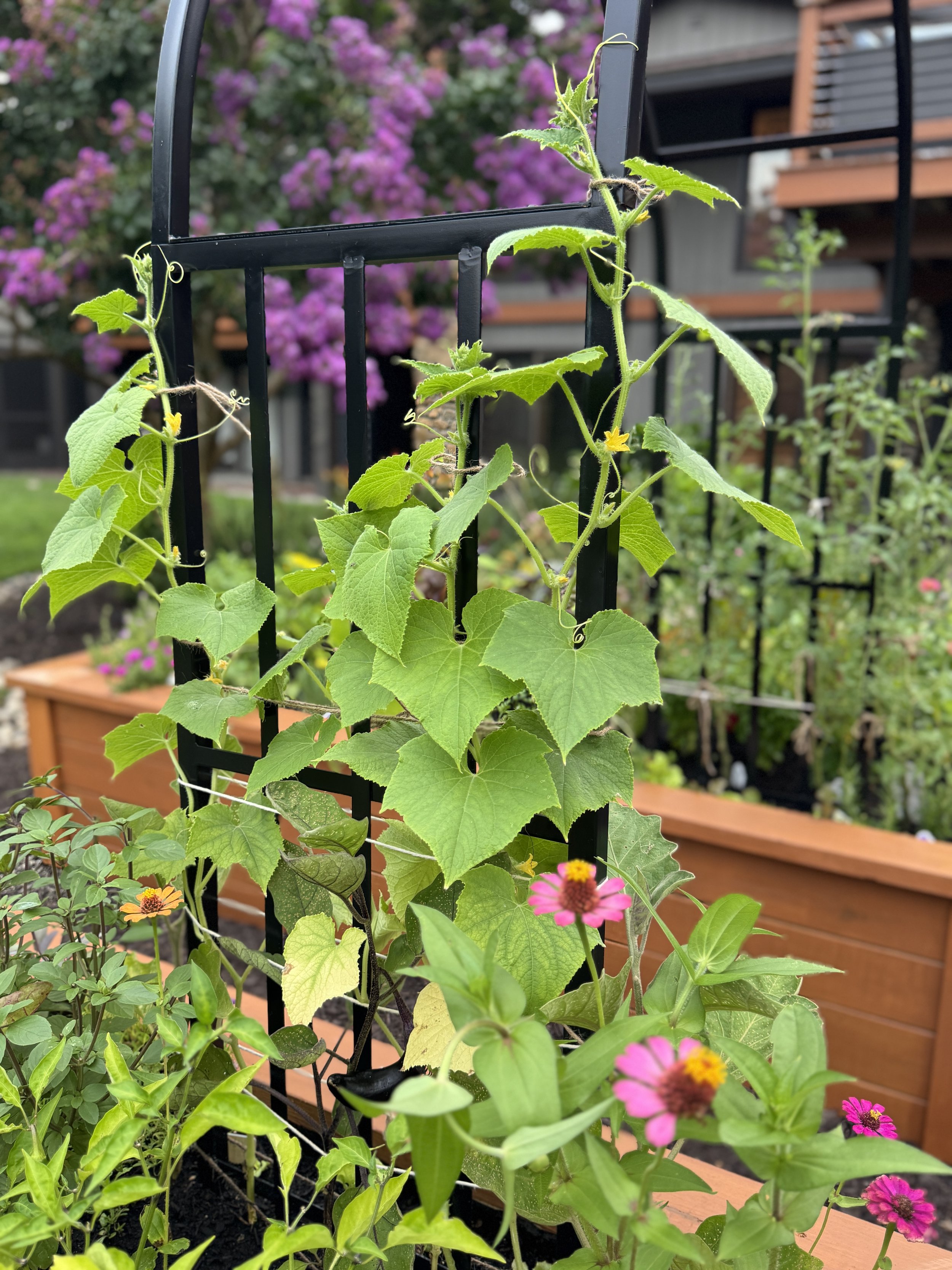peas growing on arch trellis