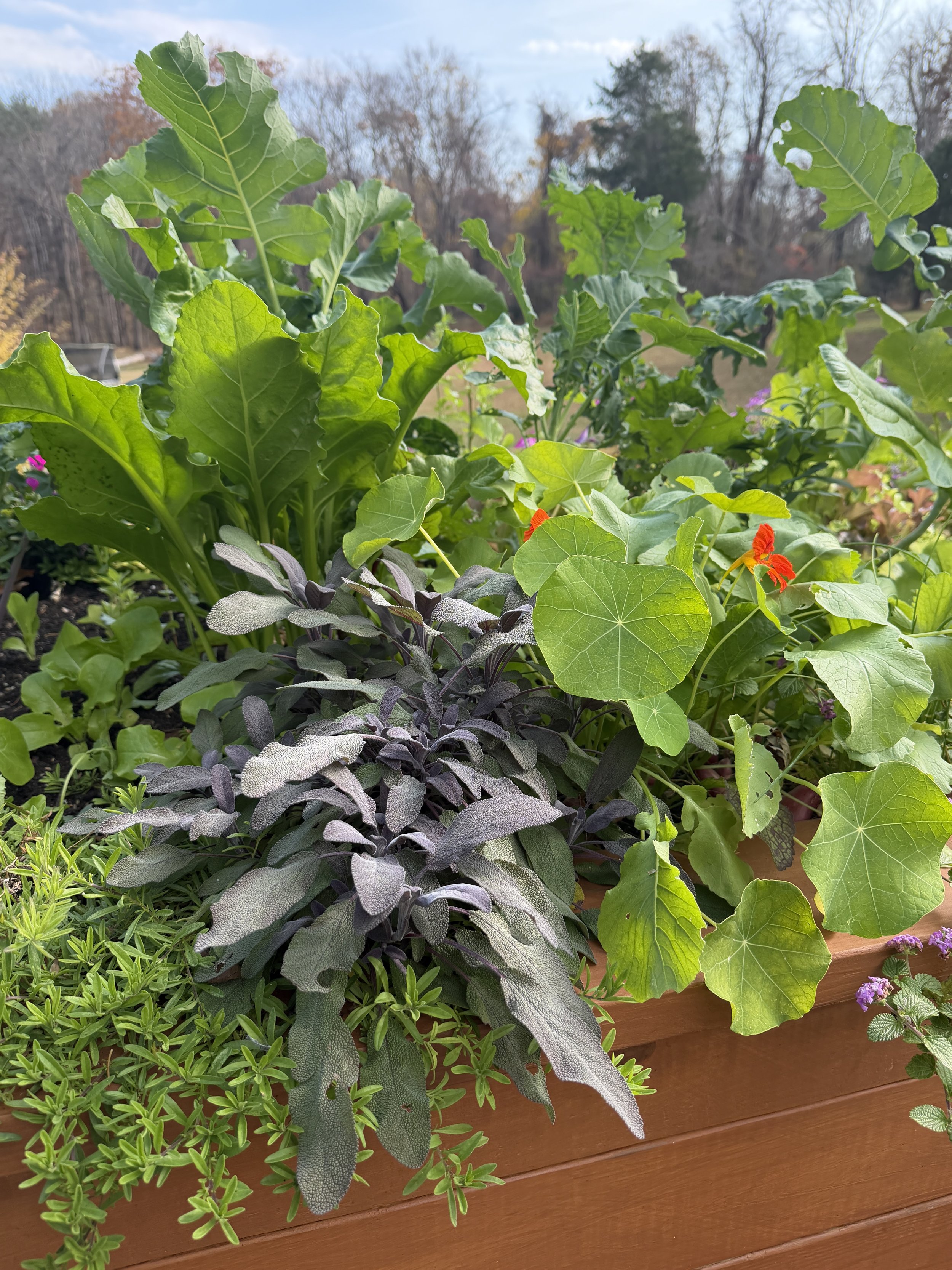 lush garden full of sage, herbs and greens