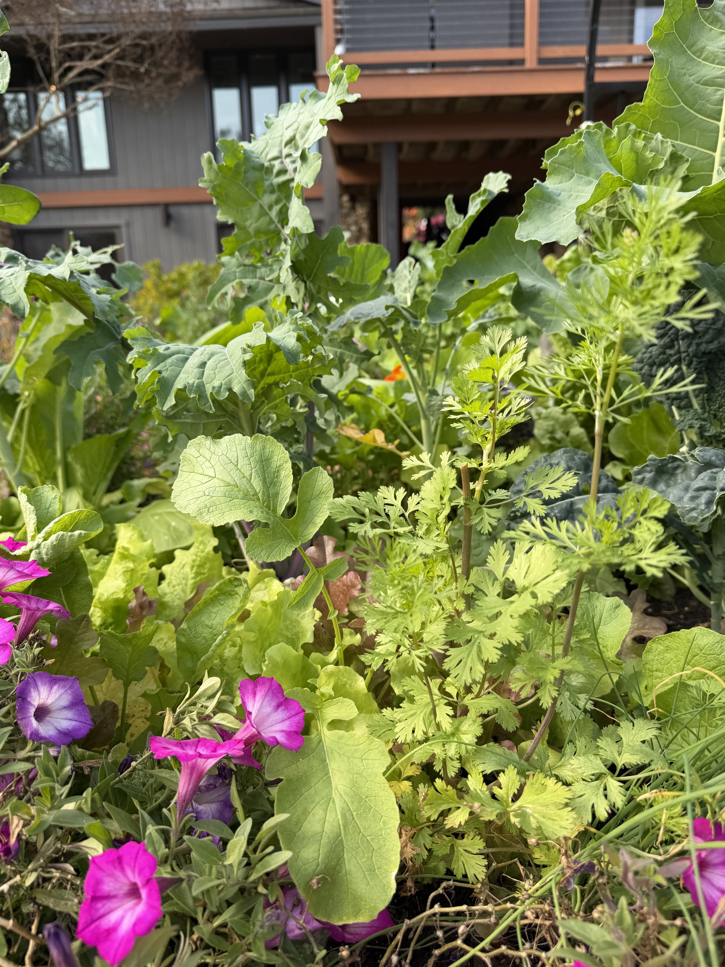 full garden bed of flowers, herbs and greens