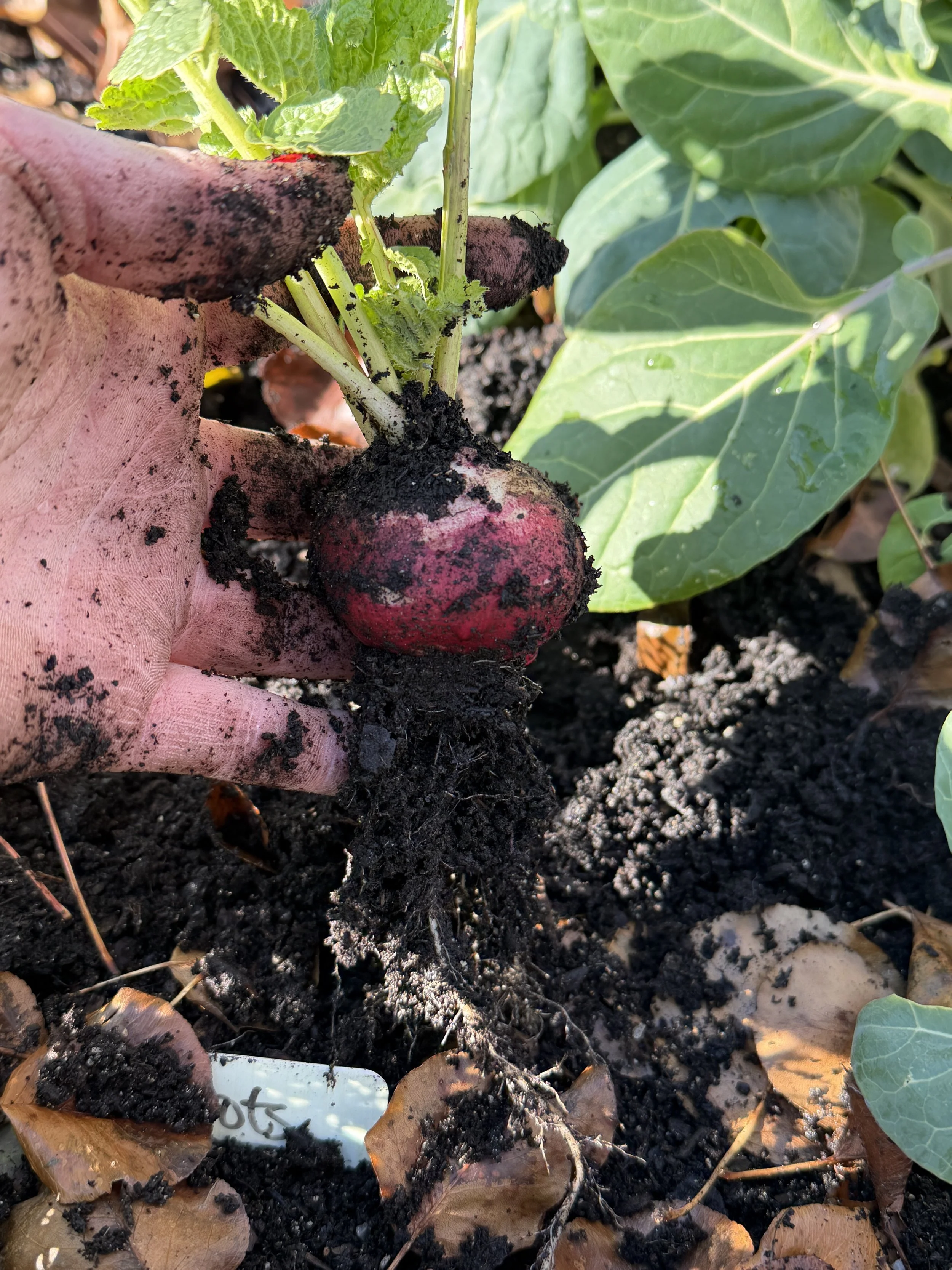 freshly harvested radish and dirty hand
