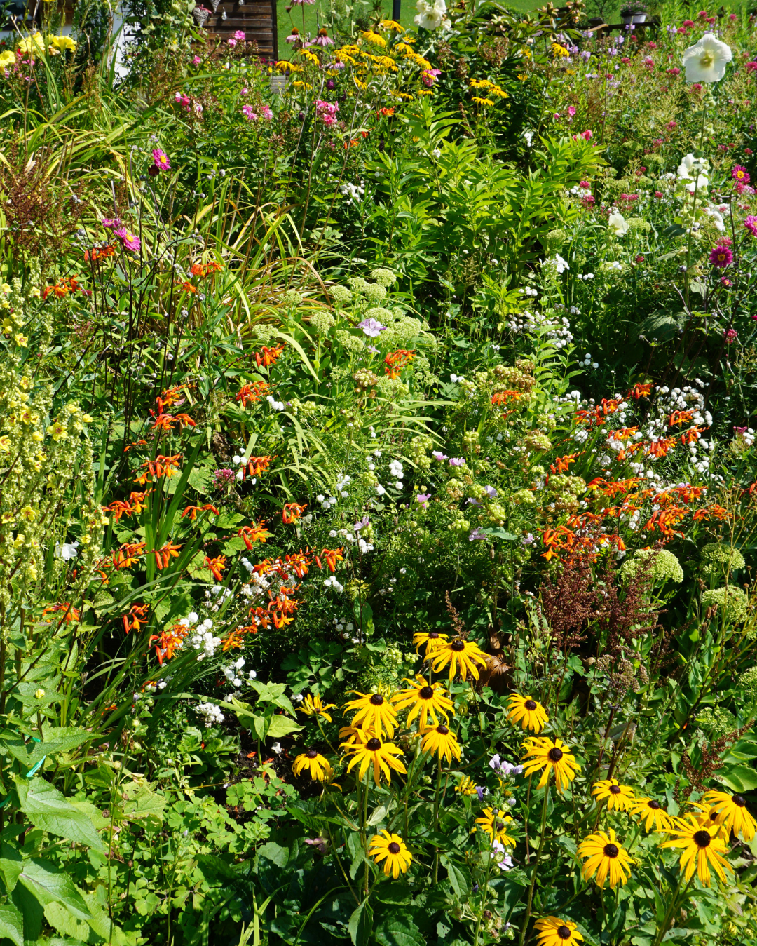 A vibrant garden filled with various blooming flowers, including yellow, orange, pink, purple, and white blossoms.