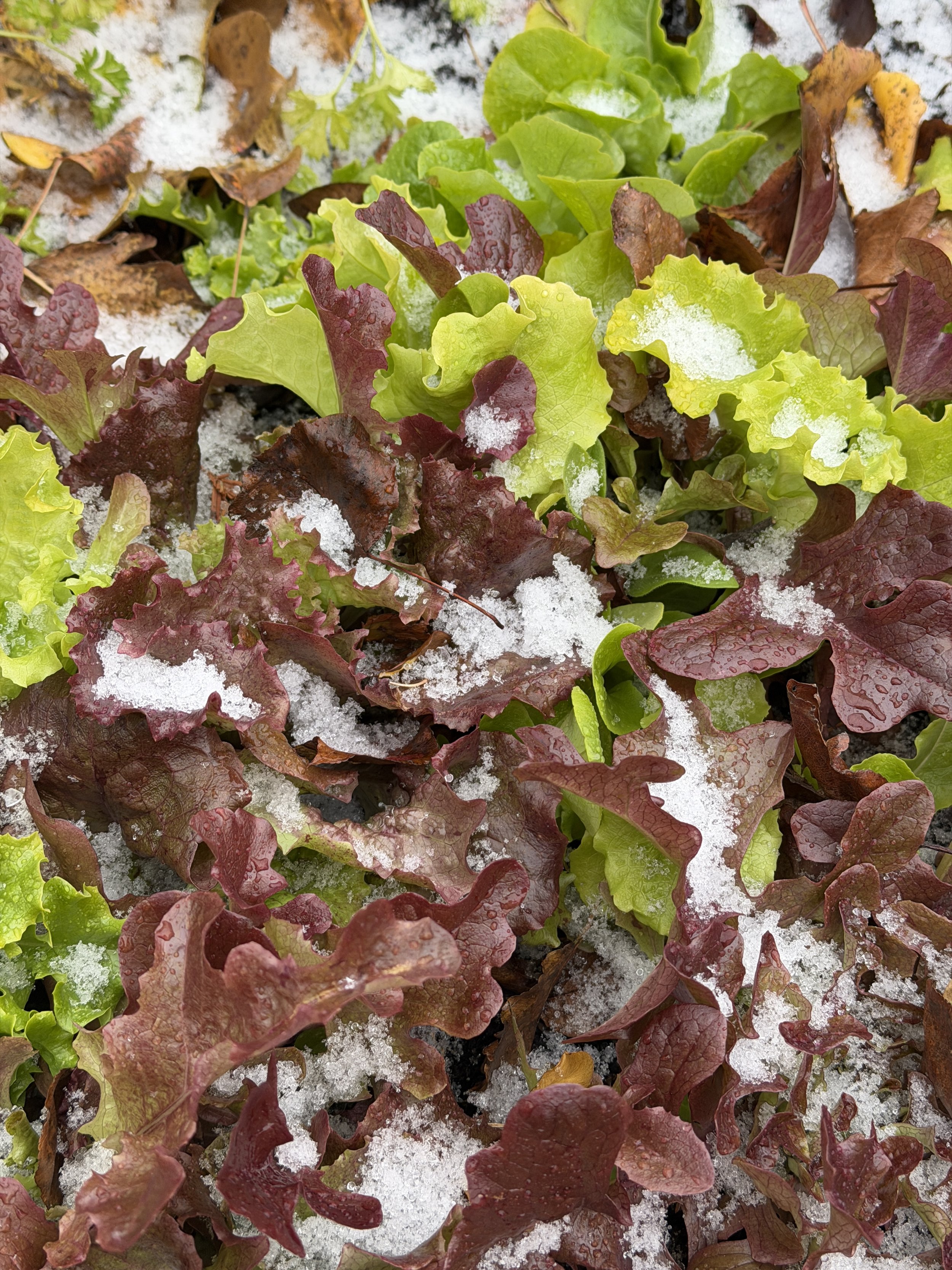 snow-covered lettuce