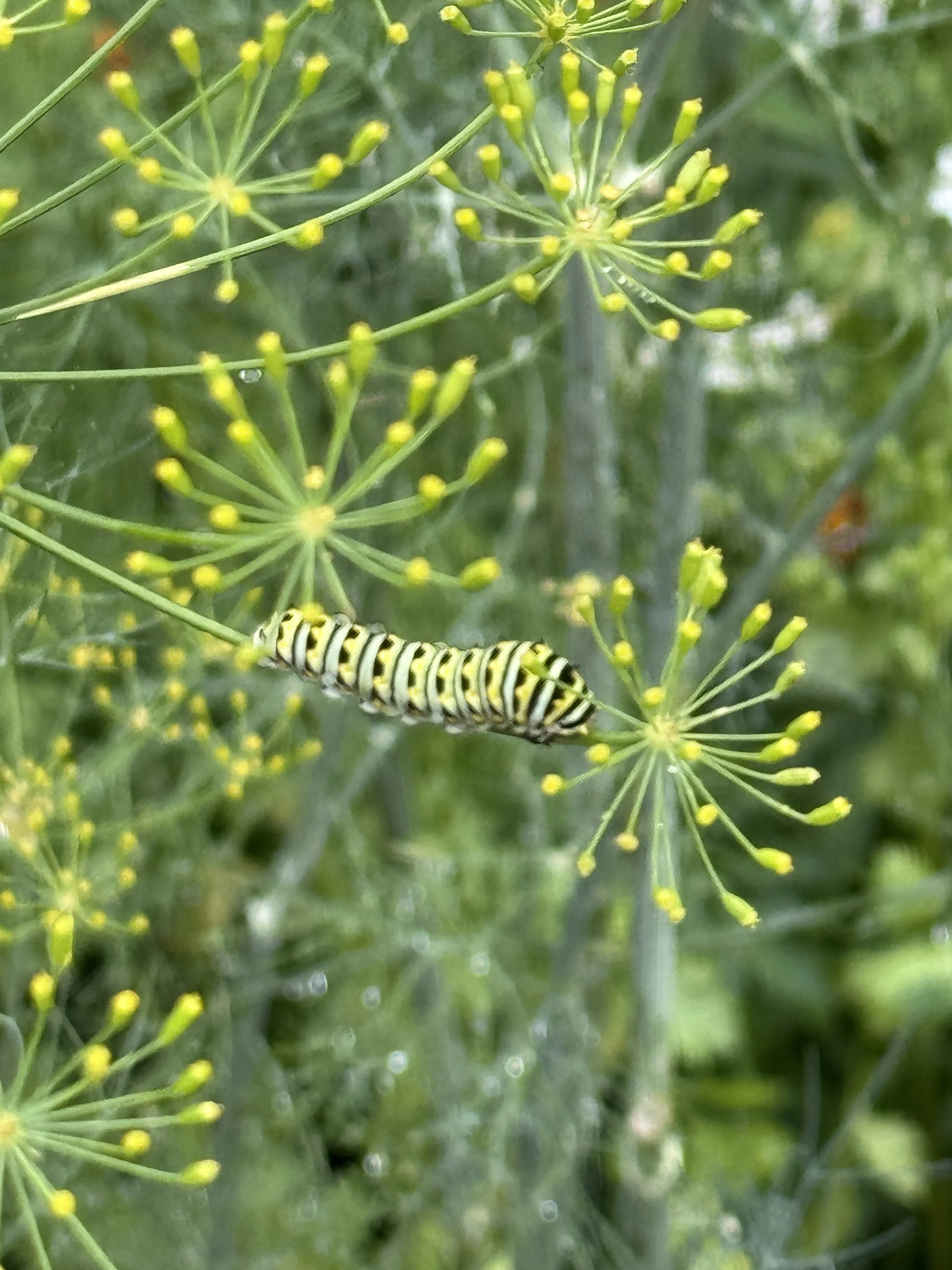 caterpillar on dill