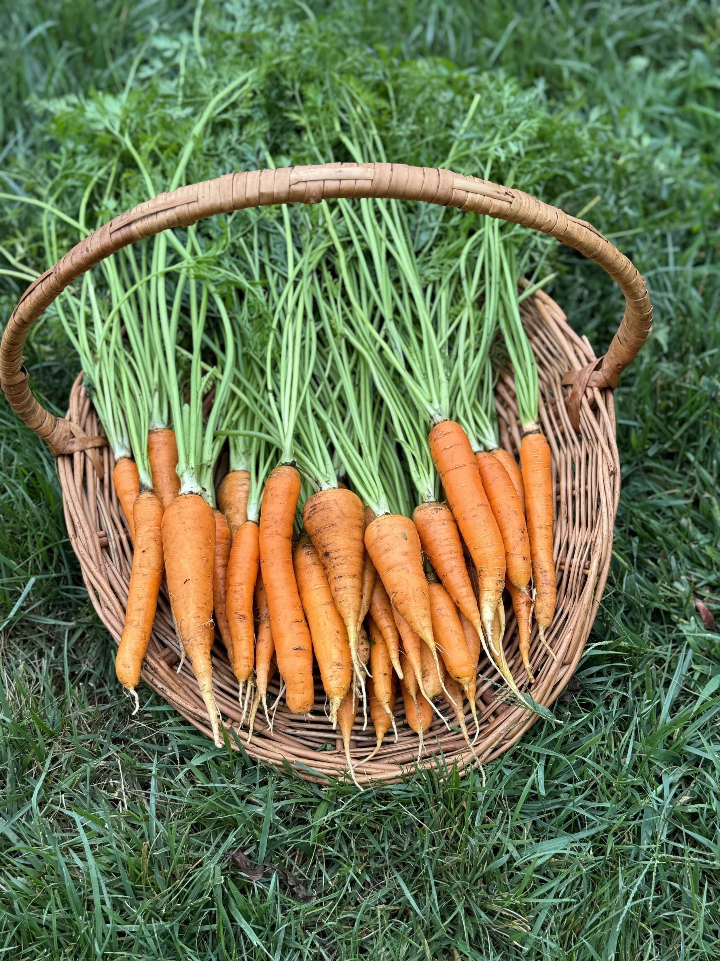 basket of fresh carrots
