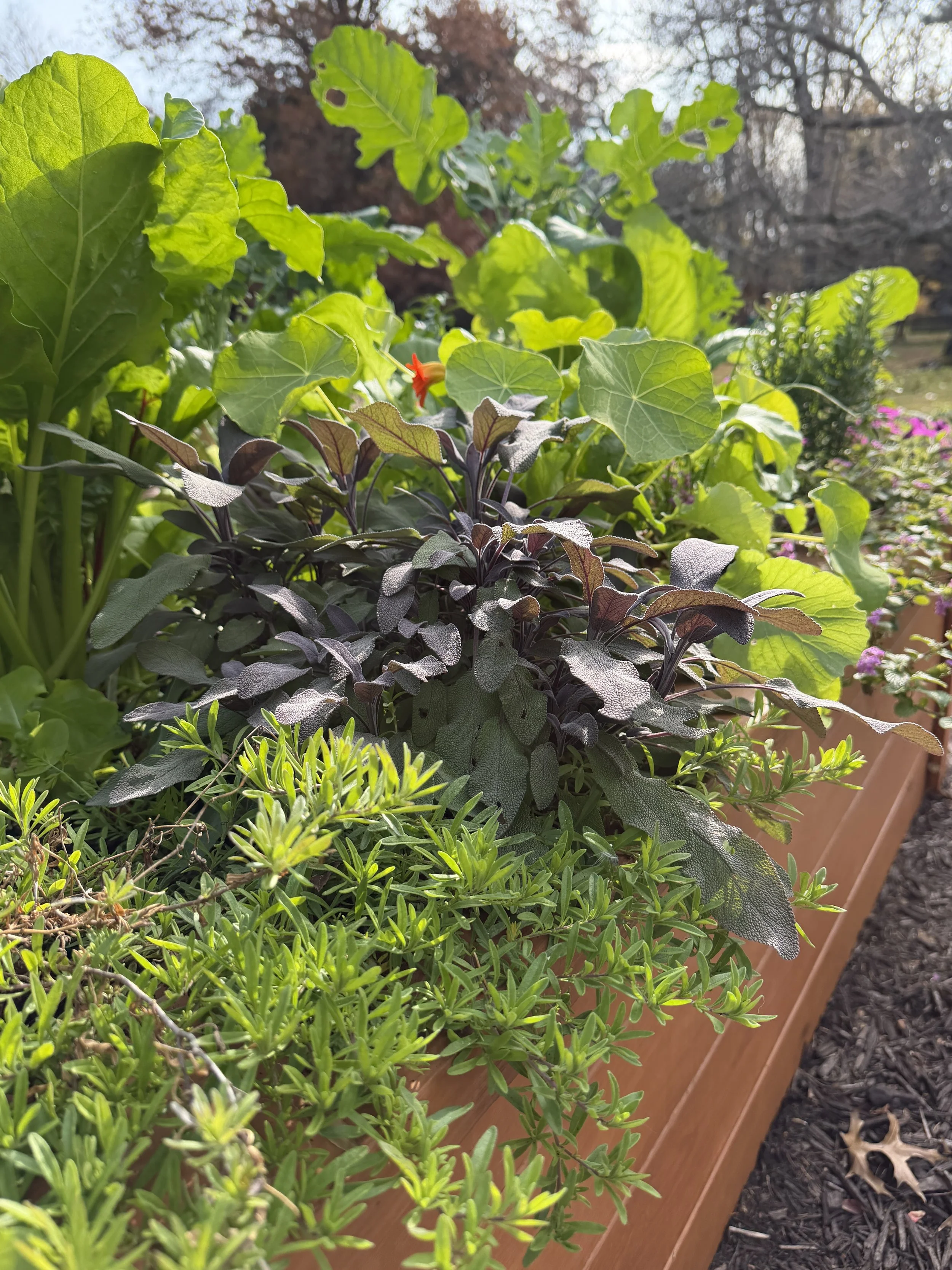 fall garden of sage and greens