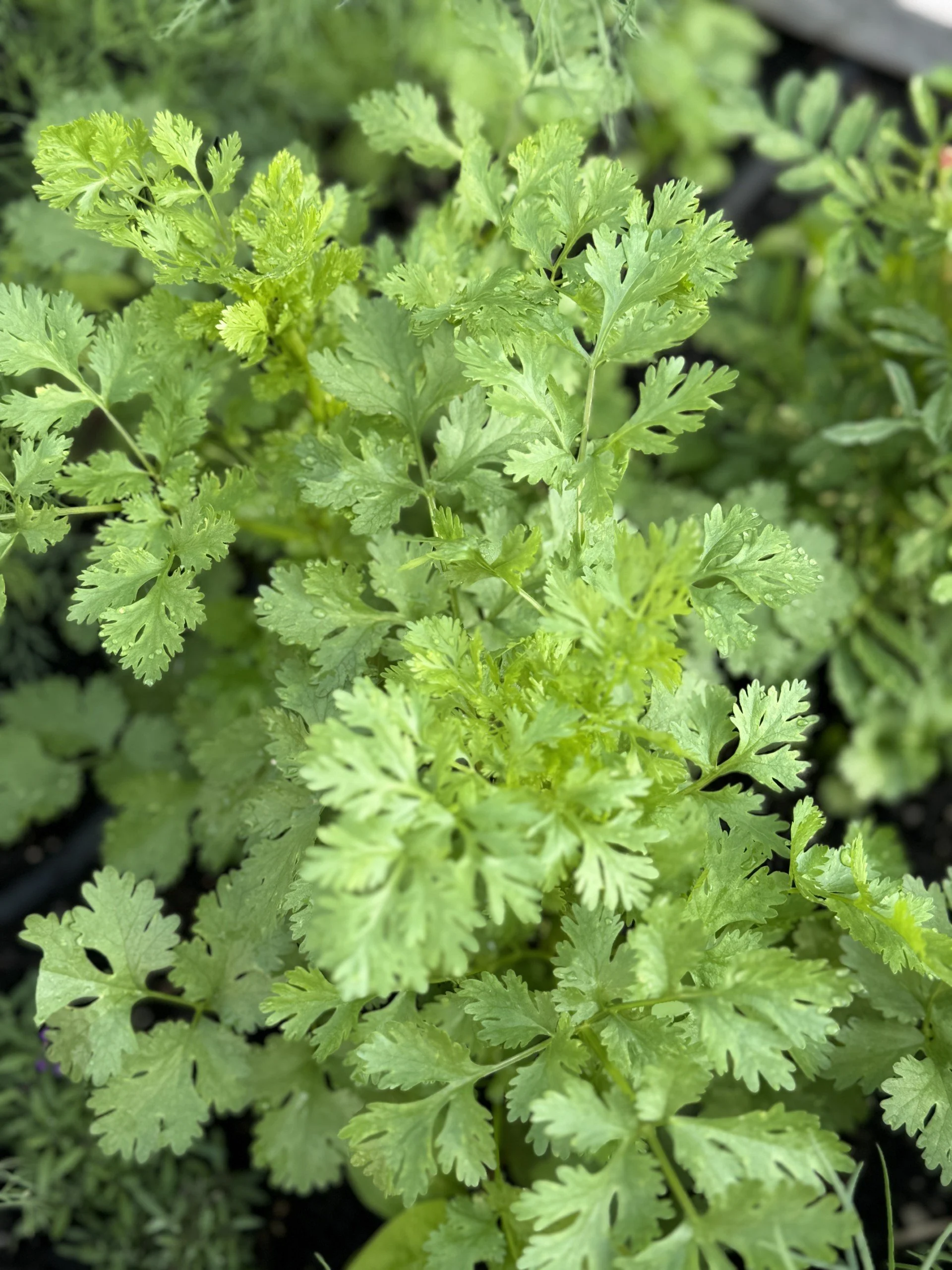 vibrant green cilantro