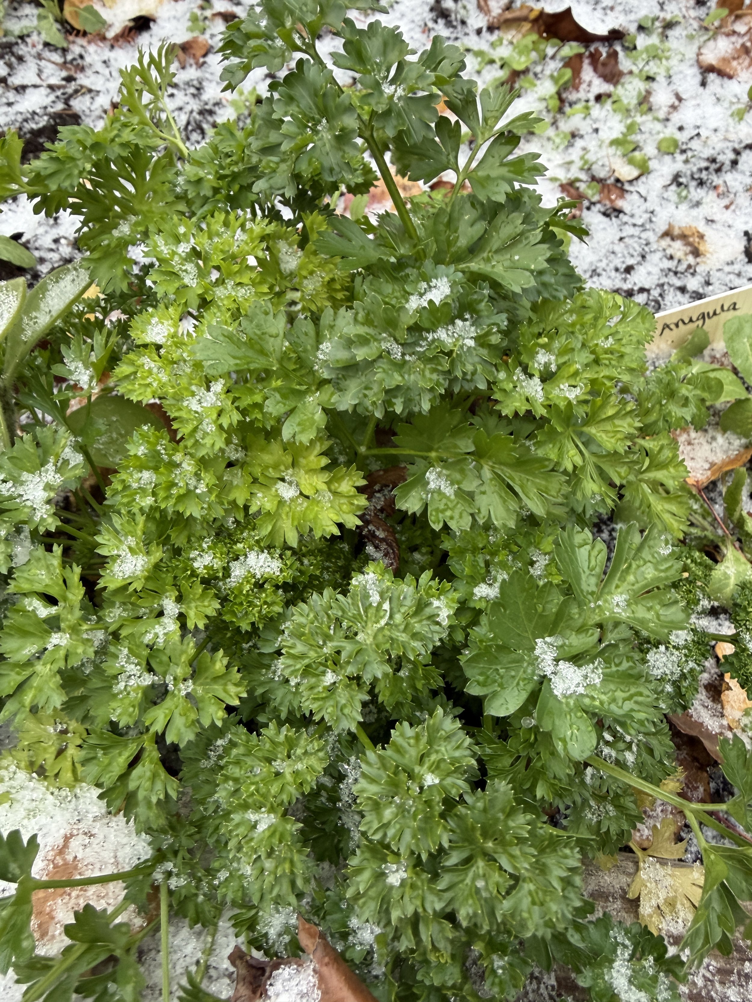 snow-covered parsley