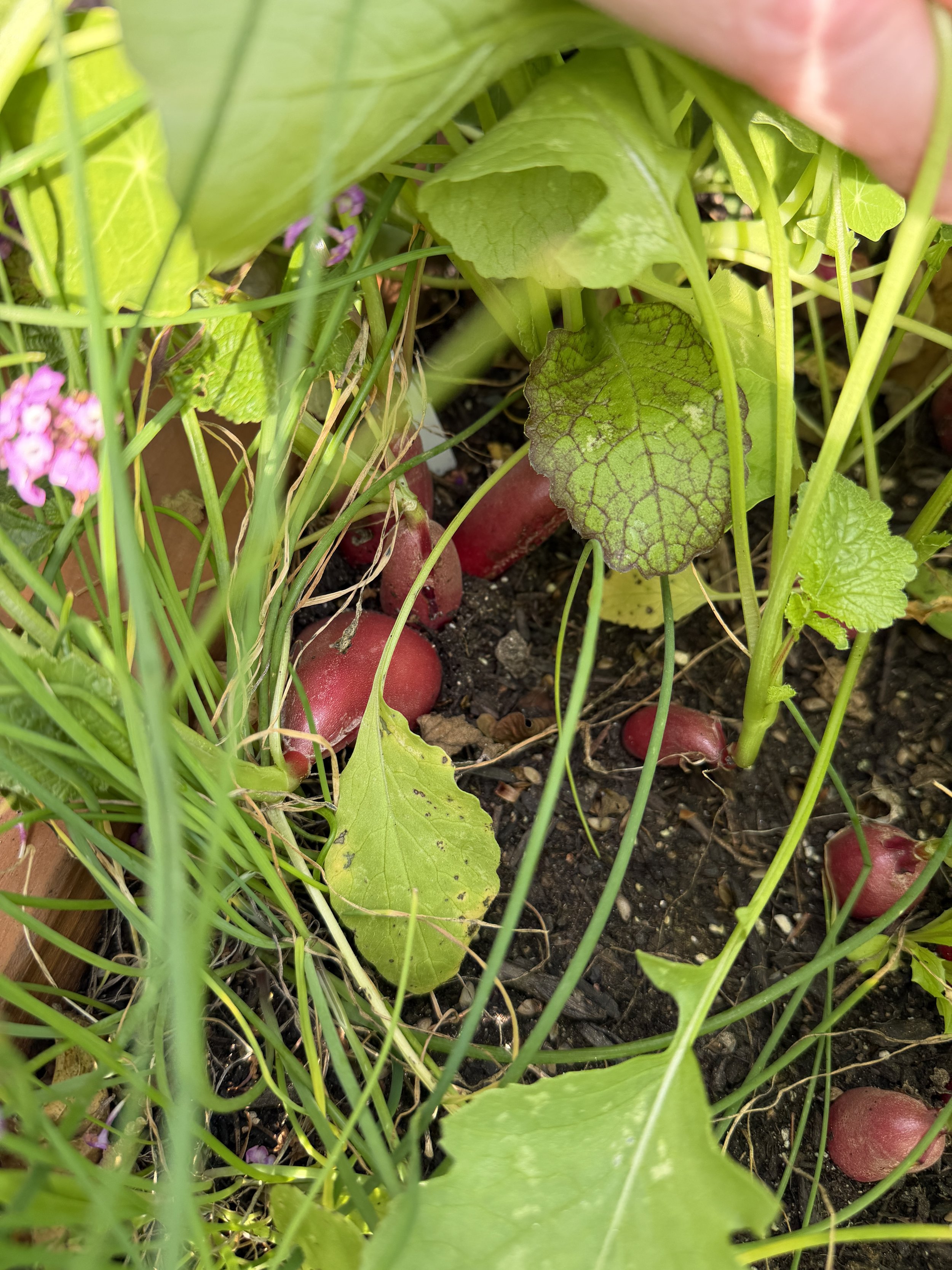 radishes ready for harvest among chives