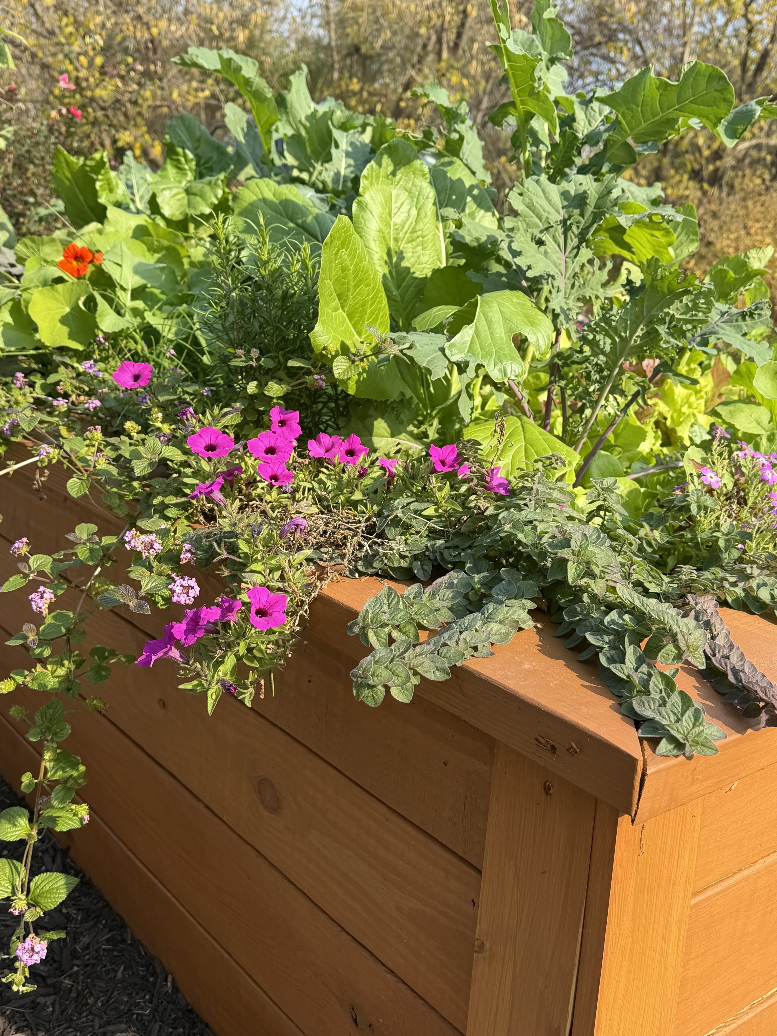 raised garden bed with overflowing flowers