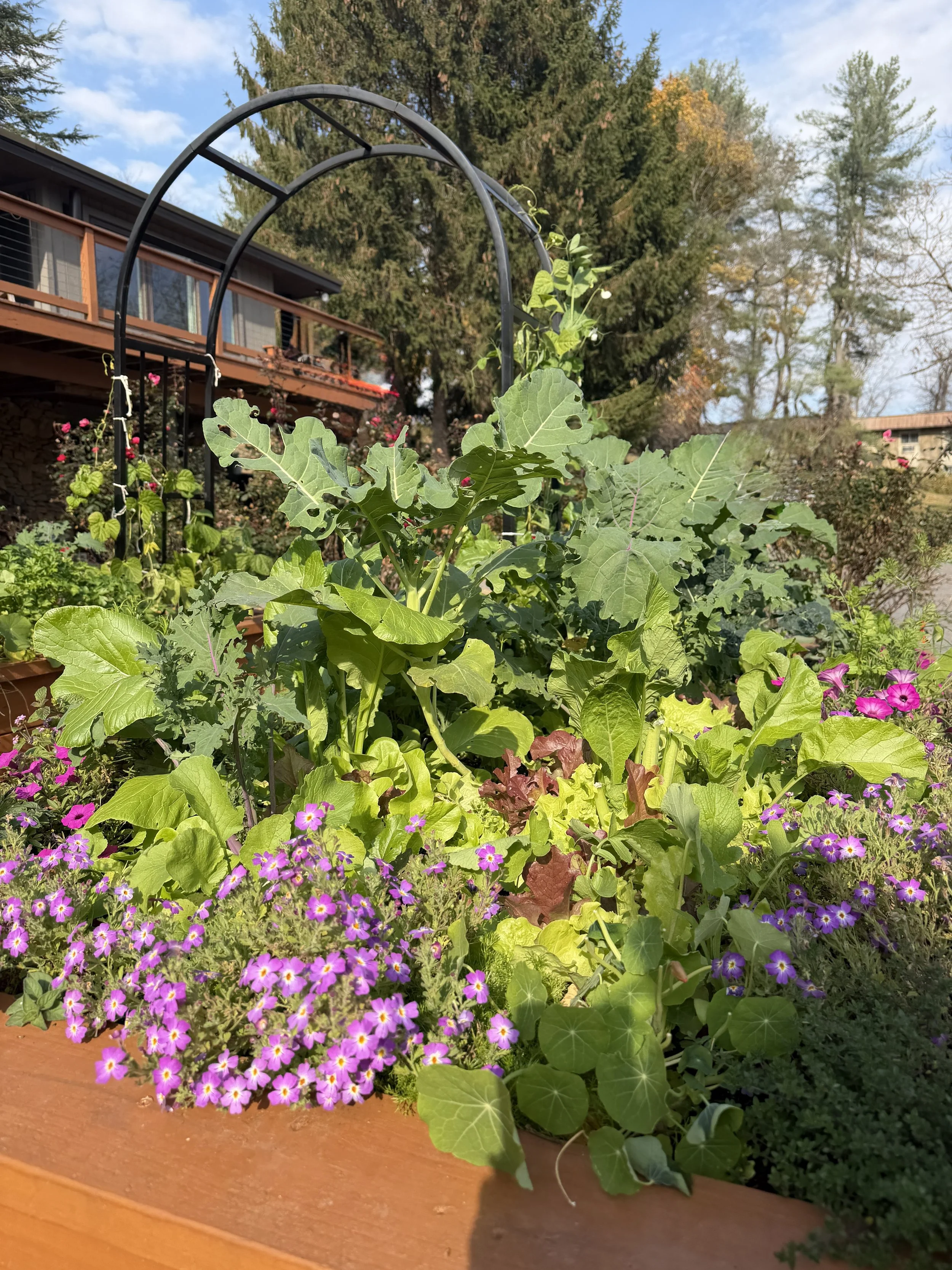 lush, raised bed garden with iron arch - overflowing with greens, flowers and vegetables