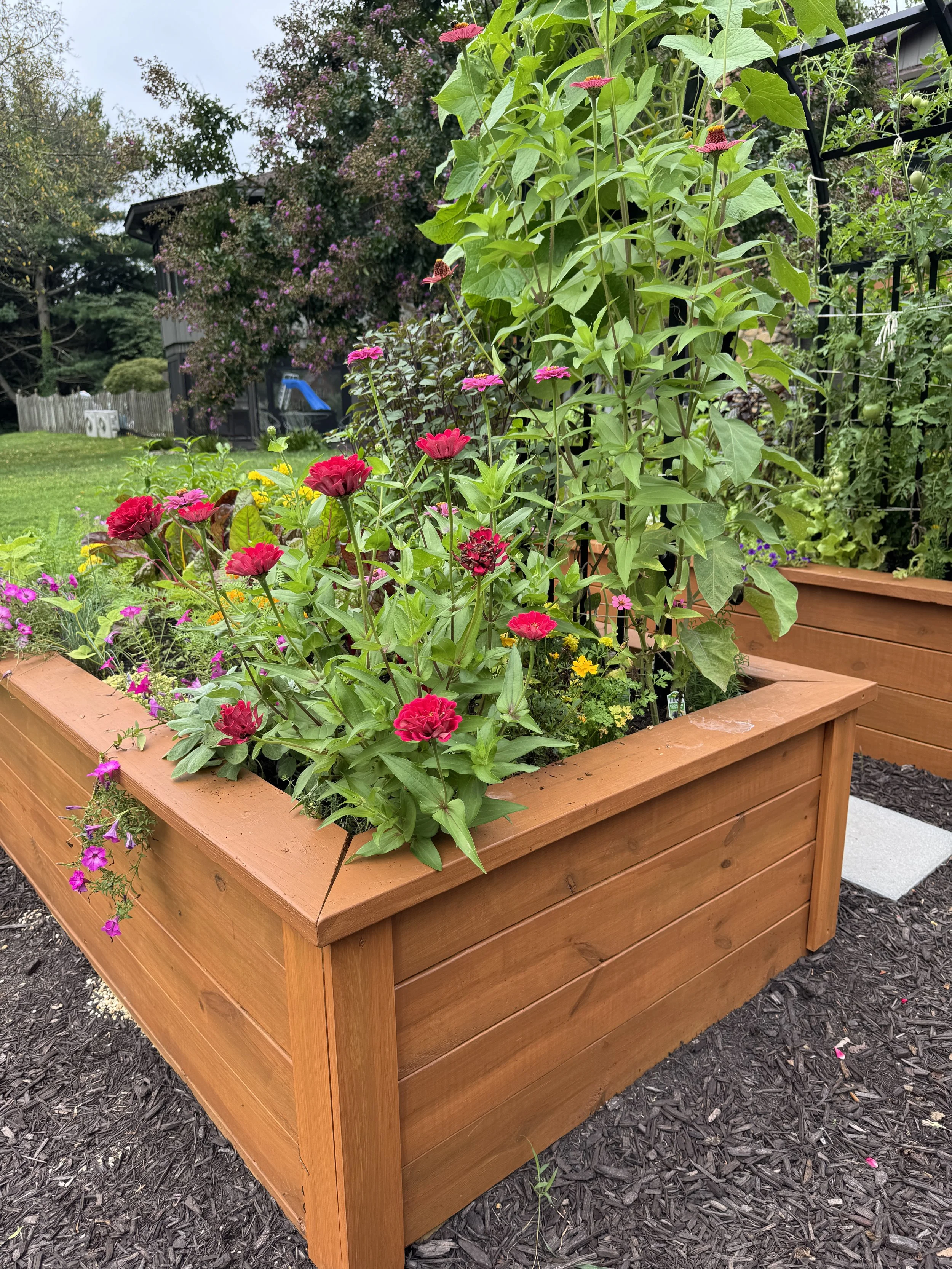 beautiful raised garden bed with food ready for harvesting