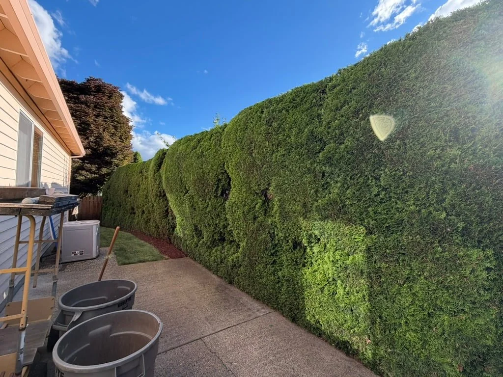 Emerald Green Arborvitae Trimming - Beaverton OR