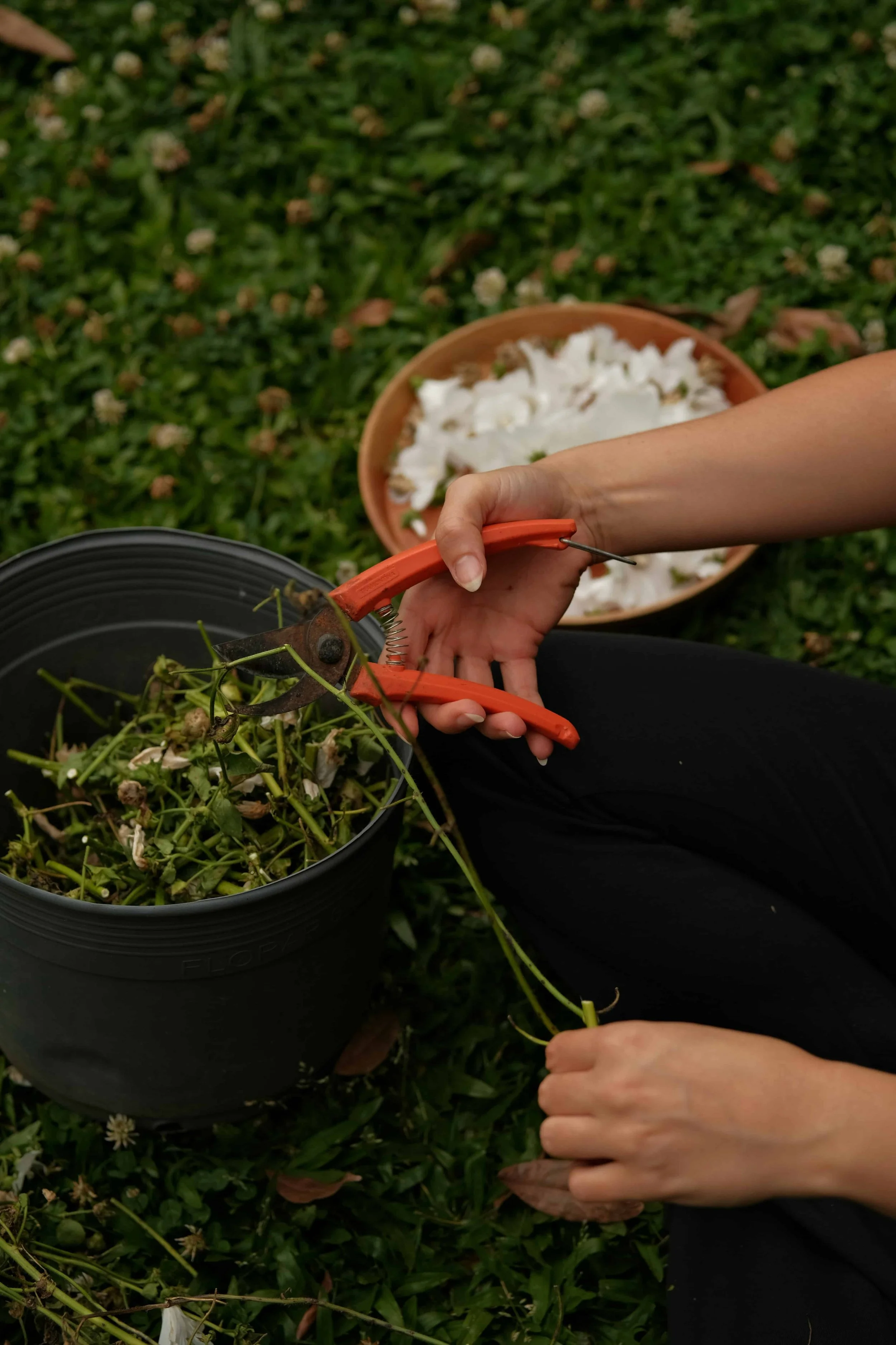 What Plants to Prune in Winter in Oregon (Homeowner Guide)