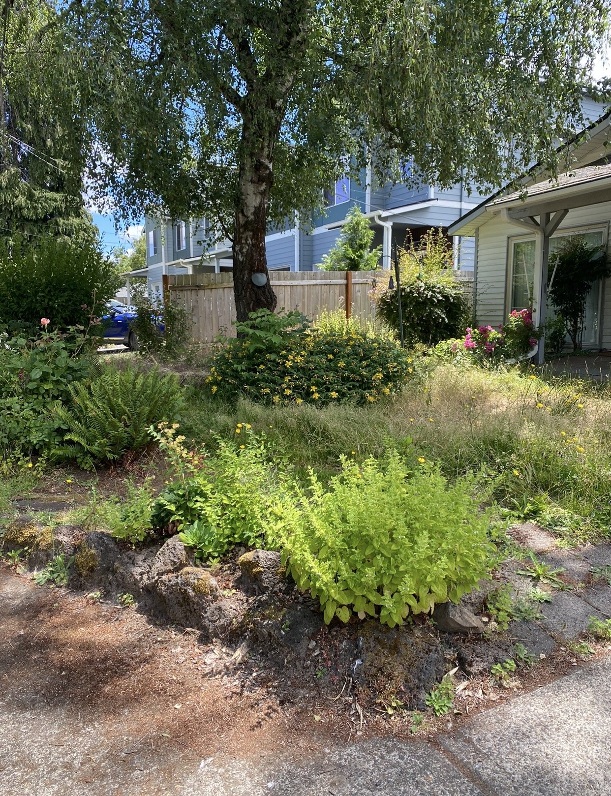 Residential backyard garden with a tree, various plants, flowers, and a wooden fence, with houses in the background