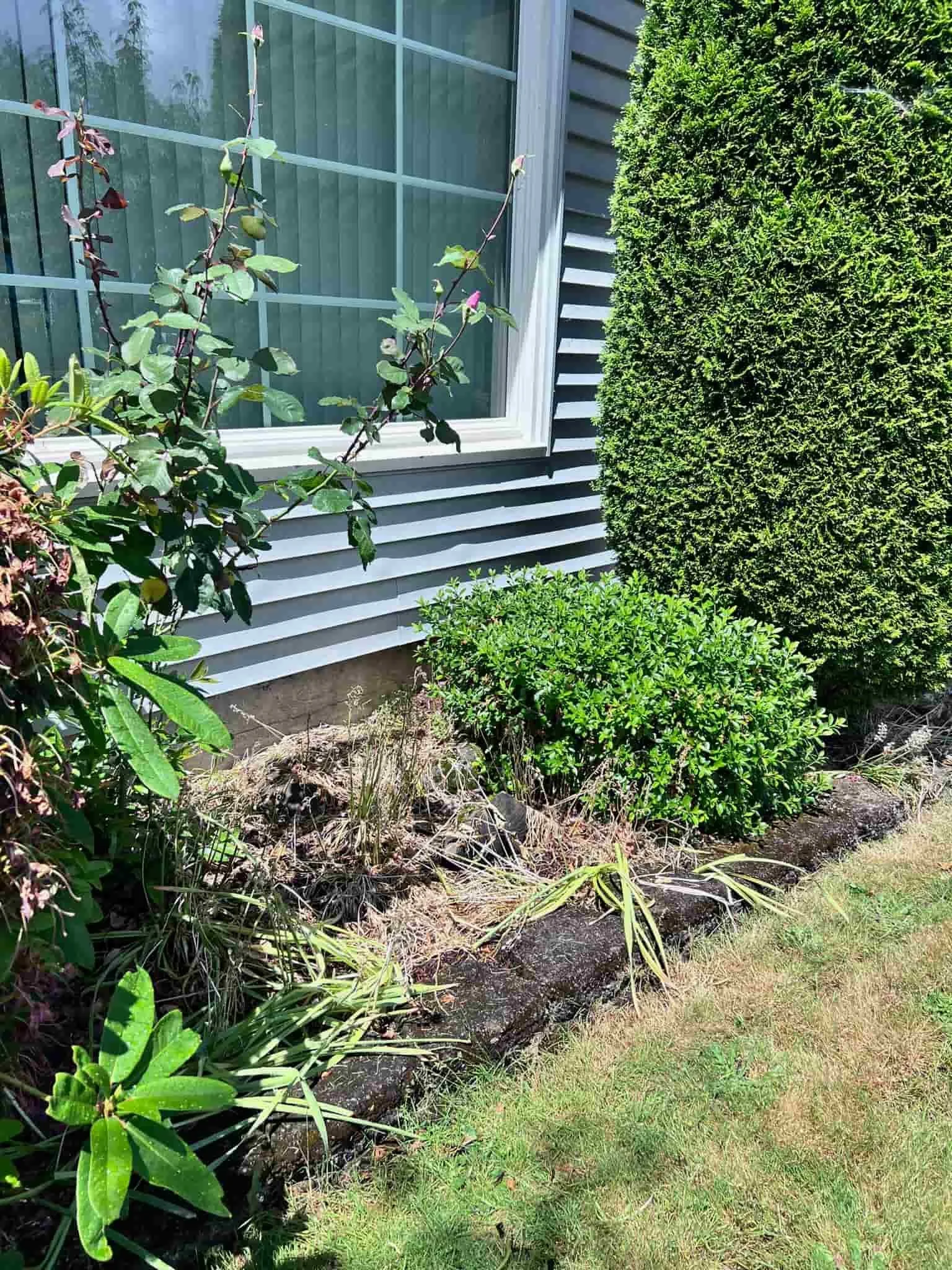 mulch weed control
